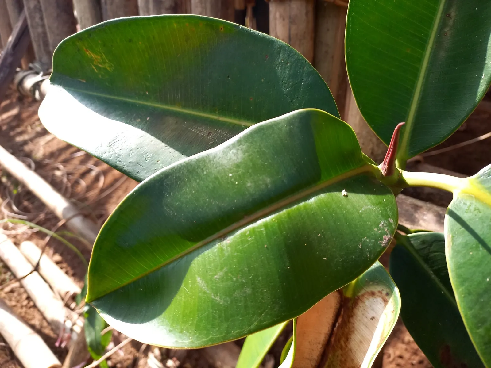 Rubber Tree (Ficus Elastica 'Decora') — shrub / tree for half; the Rubber Tree is a resilient and low-maintenance choice