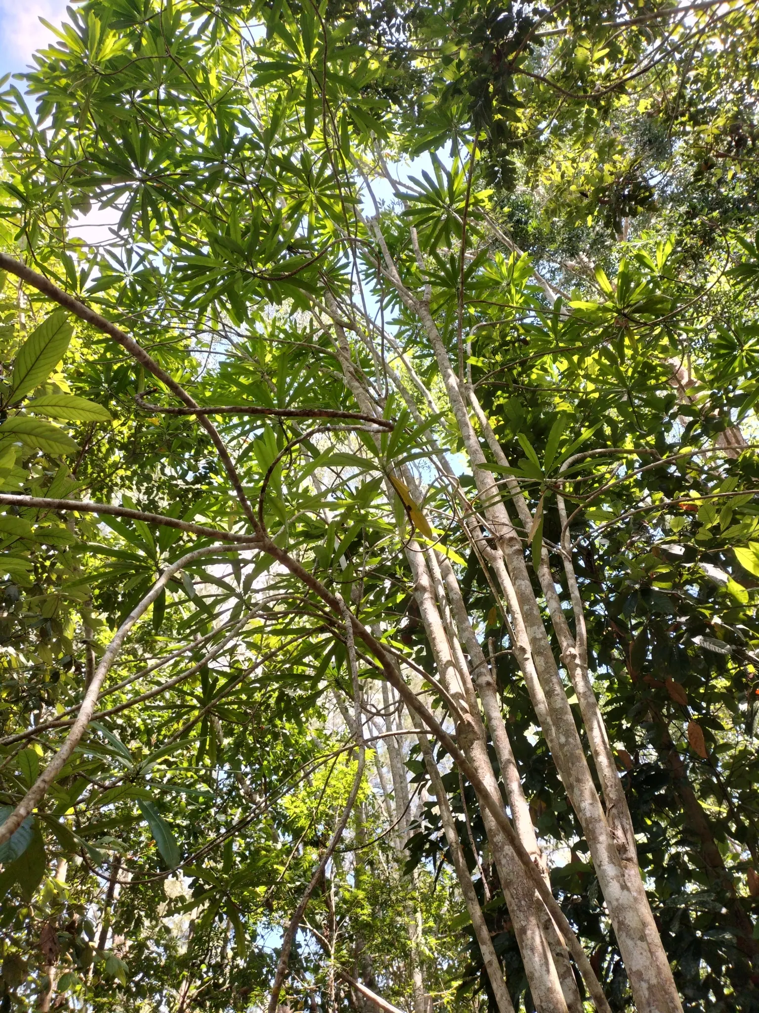 Rubber Tree (Ficus Elastica 'Decora') — creating a substantial visual impact in the garden.<br><br>The plant is well-regarded for its glossy