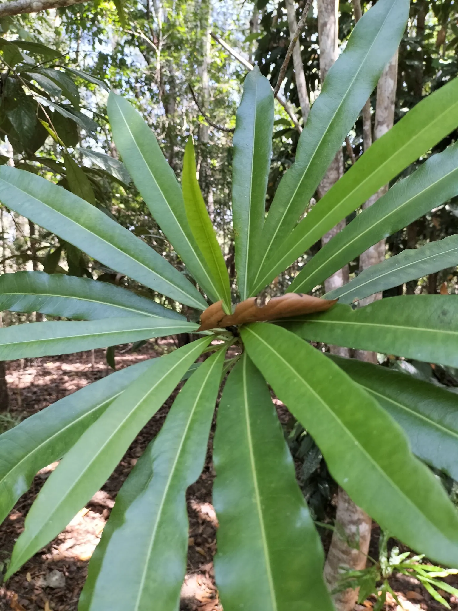 Rubber Tree (Ficus Elastica 'Decora') — the Rubber Tree can reach impressive heights of 25 to 40 feet