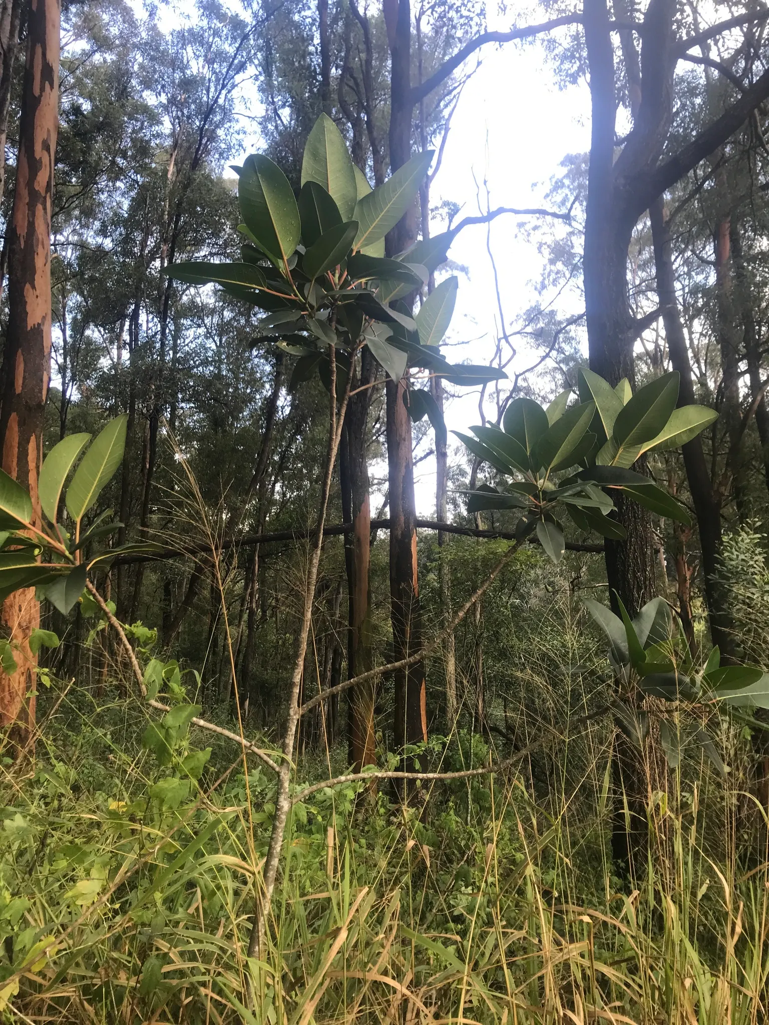 Rubber Tree (Ficus Elastica 'Decora') — it is known for its air-purifying qualities; commonly known as the Rubber Tree