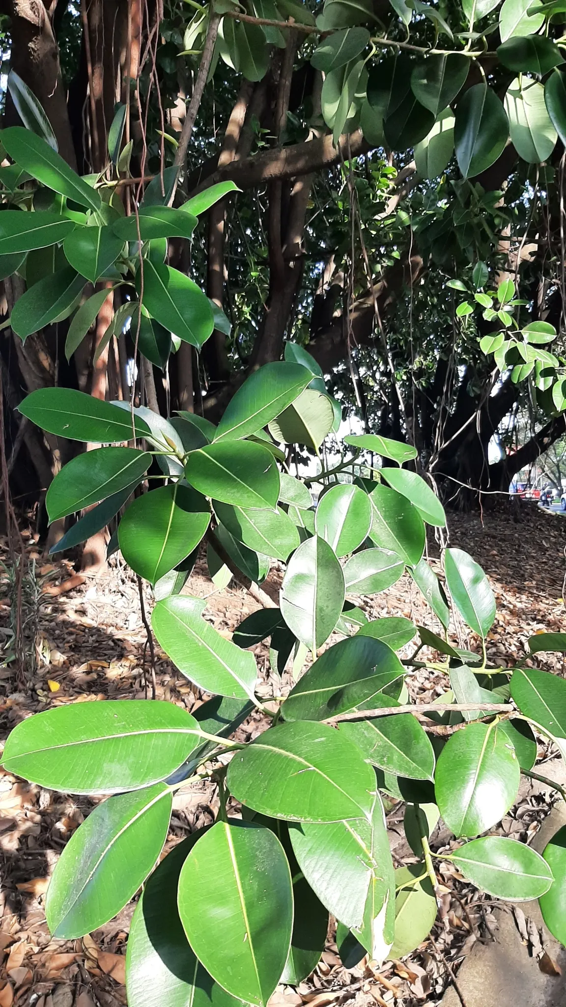 Rubber Tree (Ficus Elastica 'Decora') — Originating from the tropical regions of Southeast Asia, it thrives in USDA Hardiness Zones 10 to 12