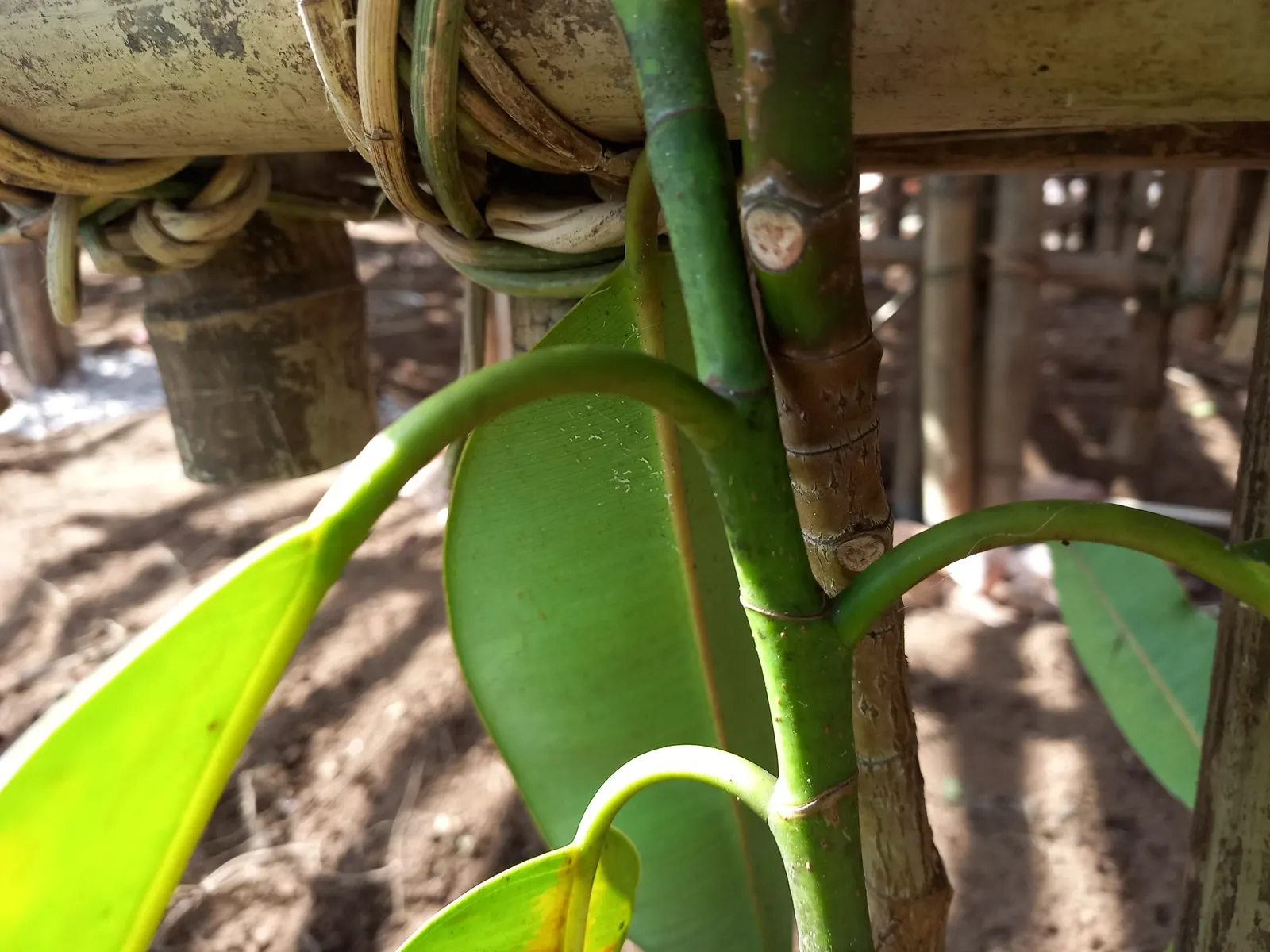 Rubber Tree (Ficus Elastica 'Decora') — the Rubber Tree is a resilient and low-maintenance choice; shrub / tree for half