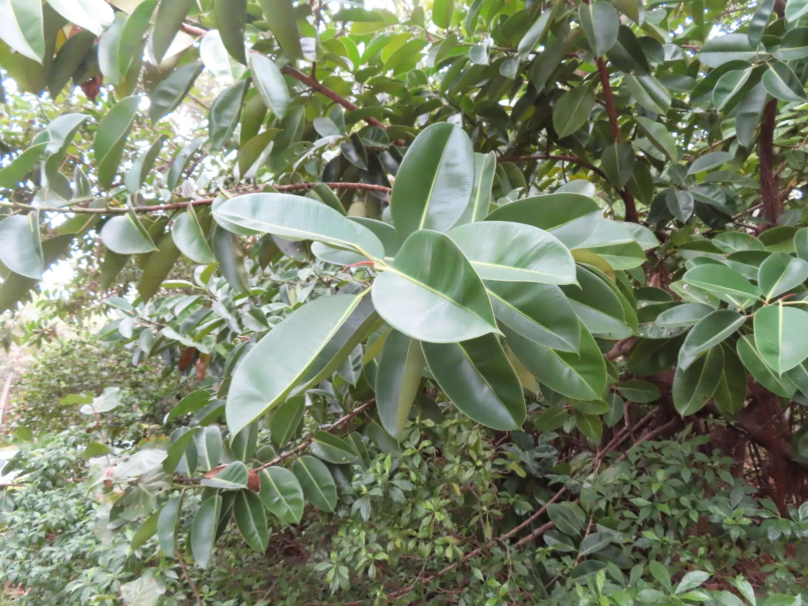 Rubber Tree (Ficus Elastica 'Decora') — allowing the soil to dry out slightly between watering sessions; its versatility makes it suitable for container