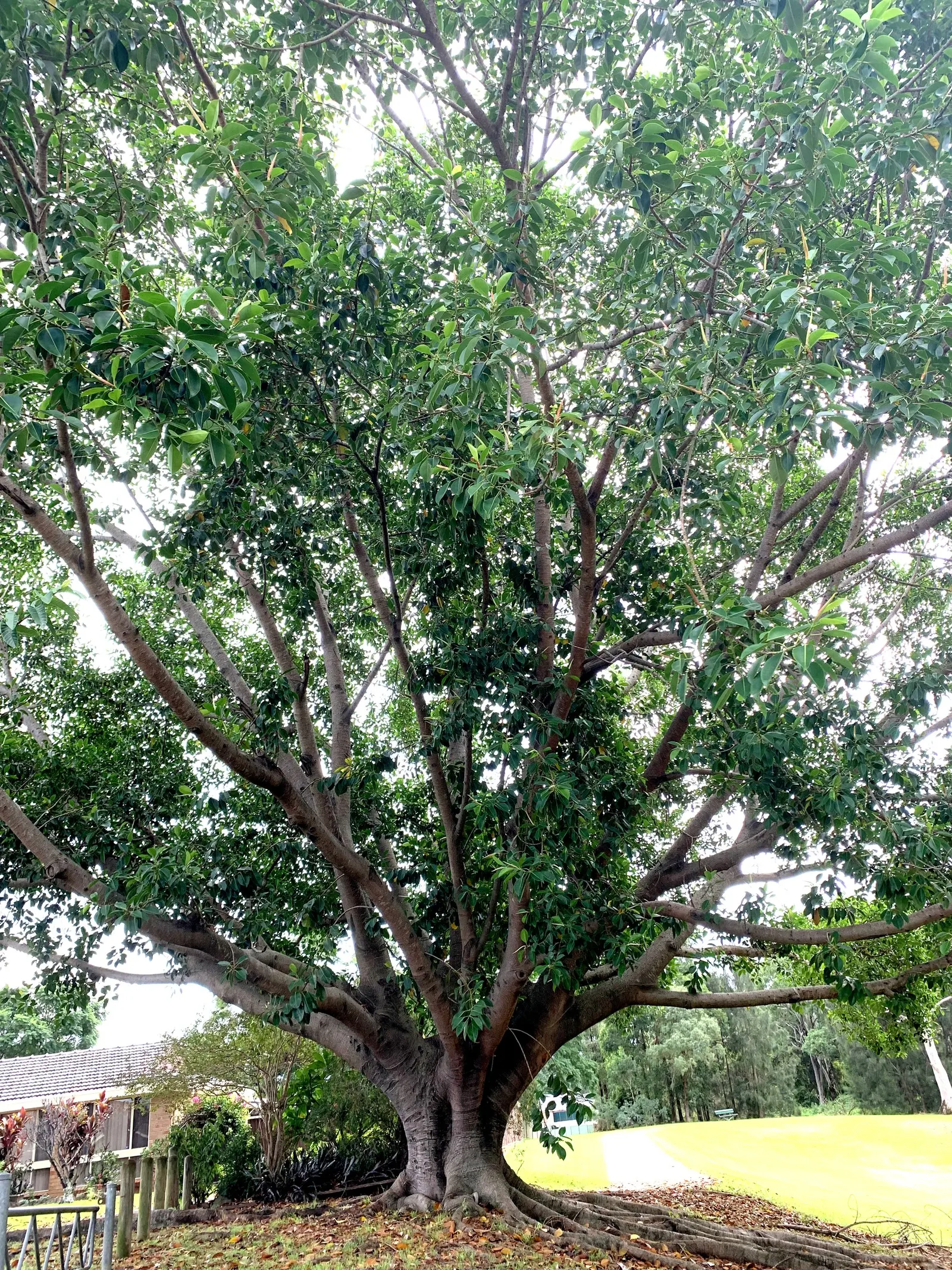 Rubber Tree (Ficus Elastica 'Decora') — making it a low-maintenance option for interior landscapes and focal points in design