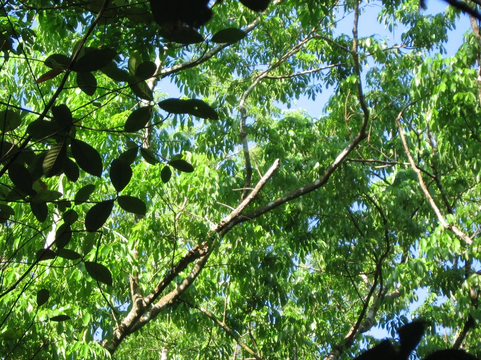 Rubber Tree (Ficus Elastica 'Decora') — Prefers indirect light and moderate watering