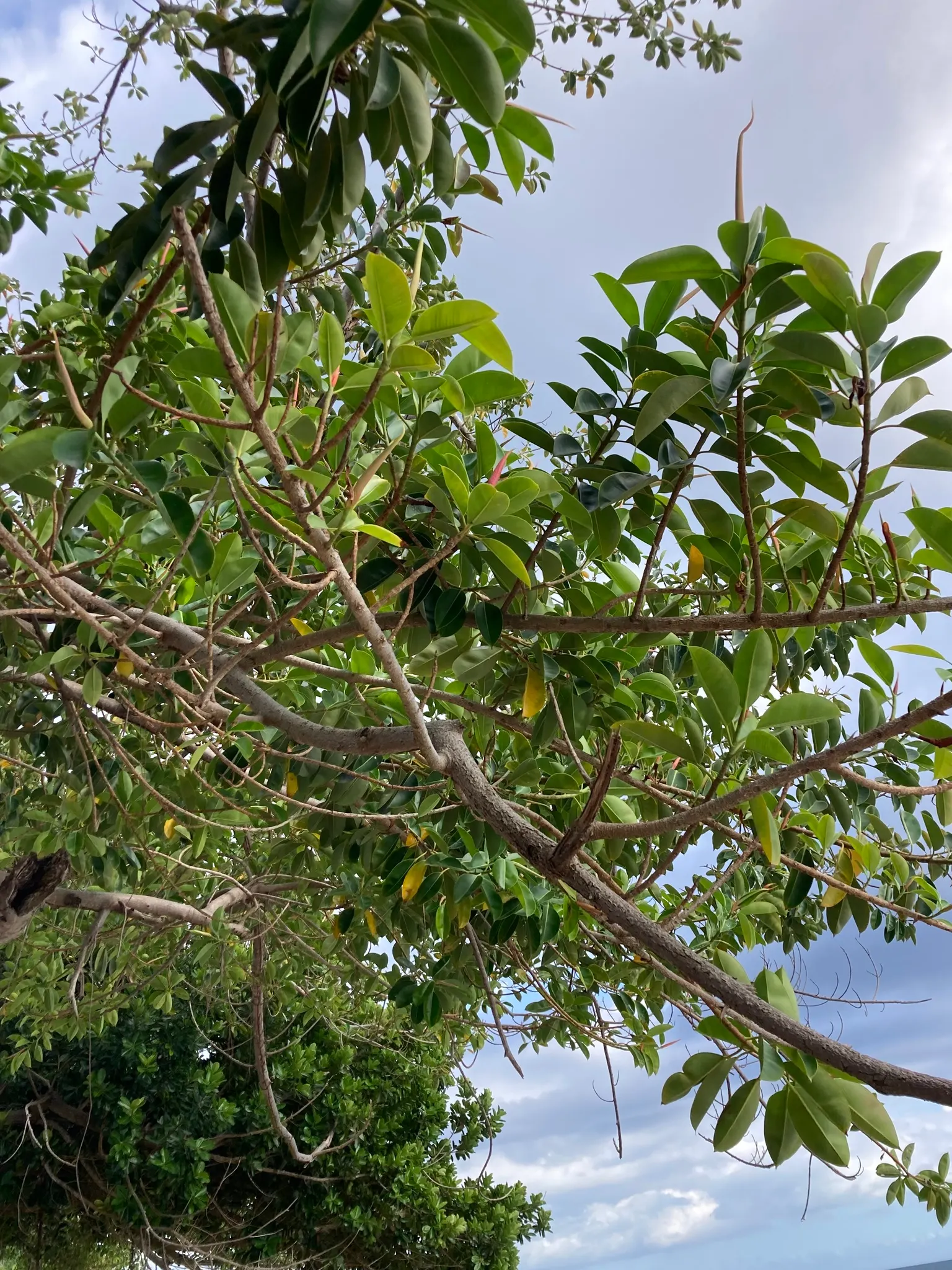 Rubber Tree (Ficus Elastica 'Decora') — making the Rubber Tree both an aesthetic and healthful selection for your clients' garden; stands out with its richer