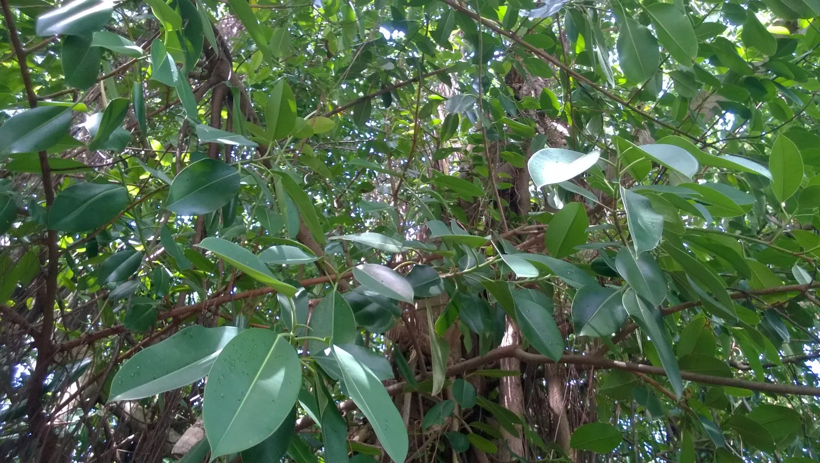 Rubber Tree (Ficus Elastica 'Decora') — is an ornamental evergreen with a robust structure