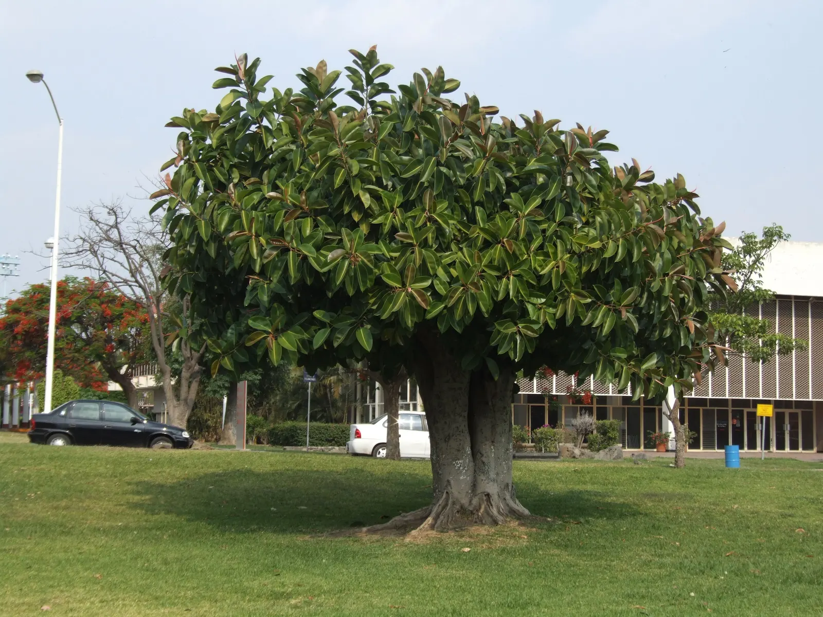 Rubber Tree (Ficus Elastica 'Decora') — dark green leaves up to 12 inches long