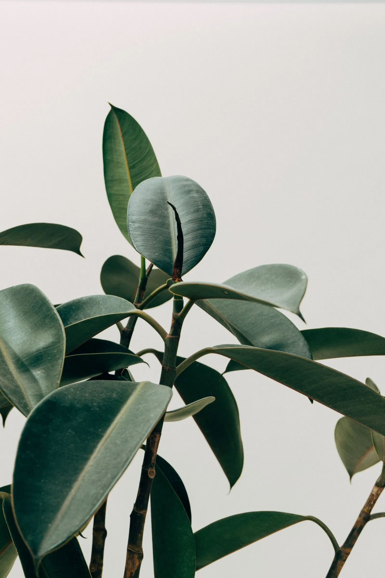 Rubber Tree (Ficus Elastica 'Decora') — It requires moderate watering; with a canopy spread of 20 to 30 feet