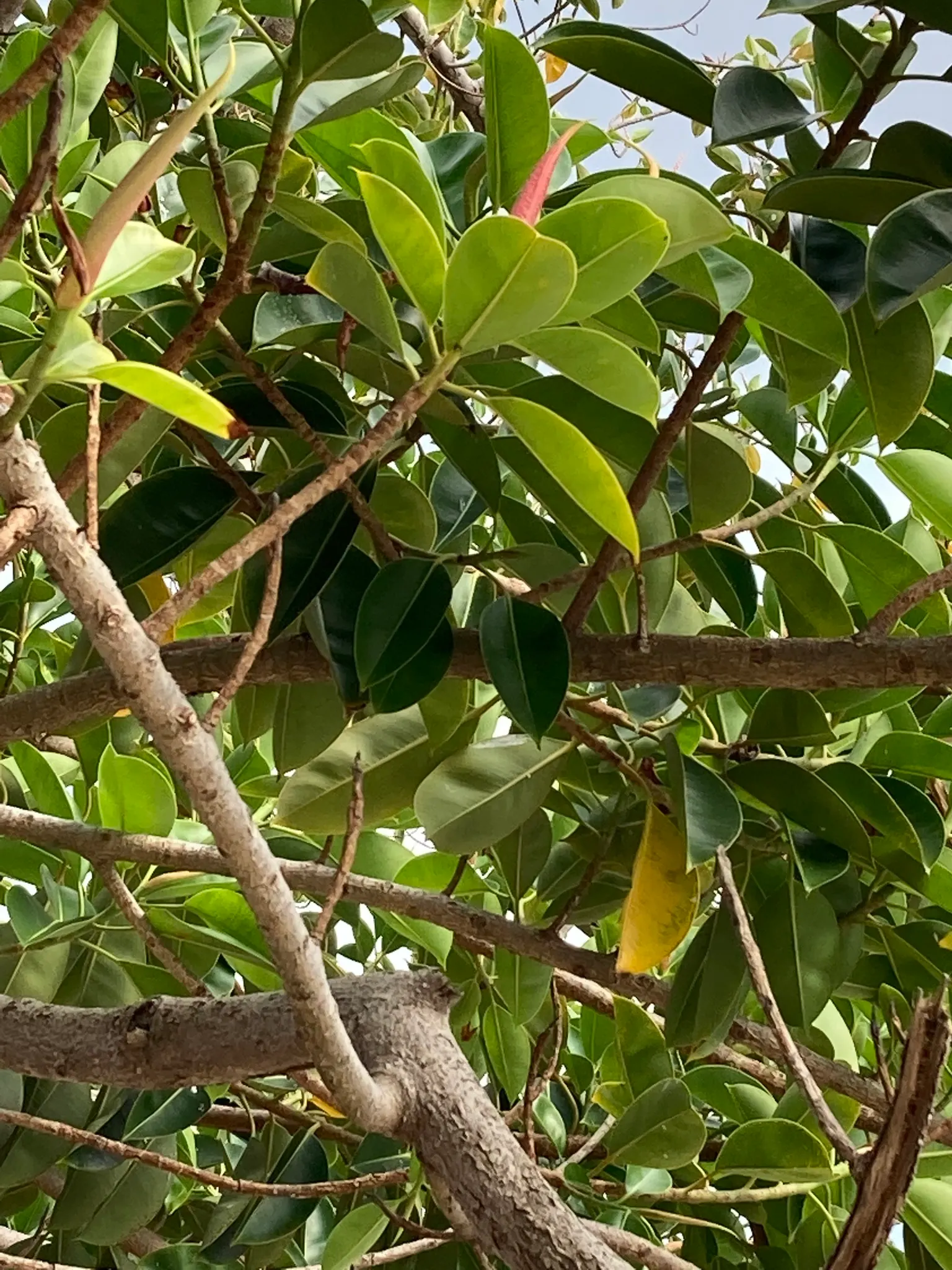 Rubber Tree (Ficus Elastica 'Decora') — making it a low-maintenance option for interior landscapes and focal points in design; the Rubber Tree, image 54