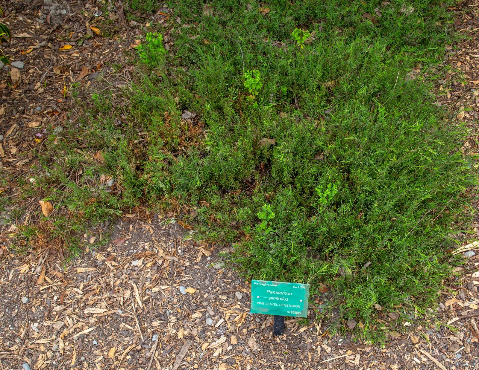 Pineleaf Beardtongue (Penstemon Pinifolius) — this hardy plant is noted for its unique