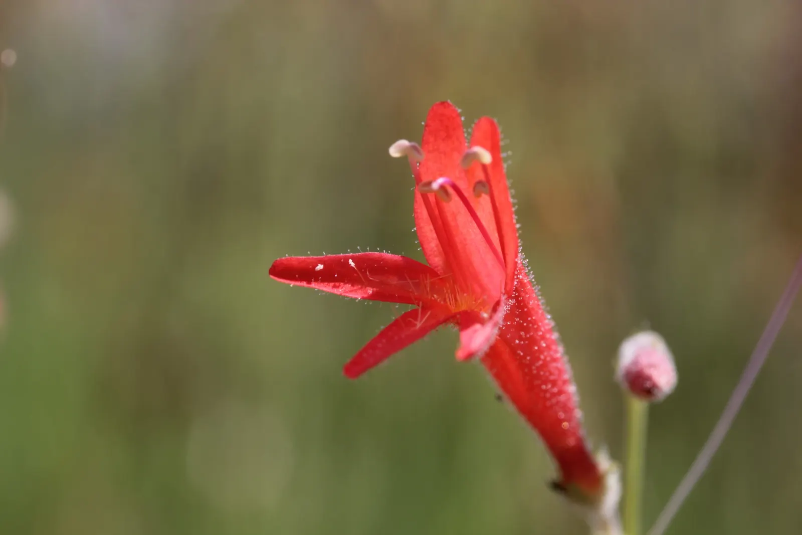 Pineleaf Beardtongue (Penstemon Pinifolius) — scientifically named Penstemon pinifolius
