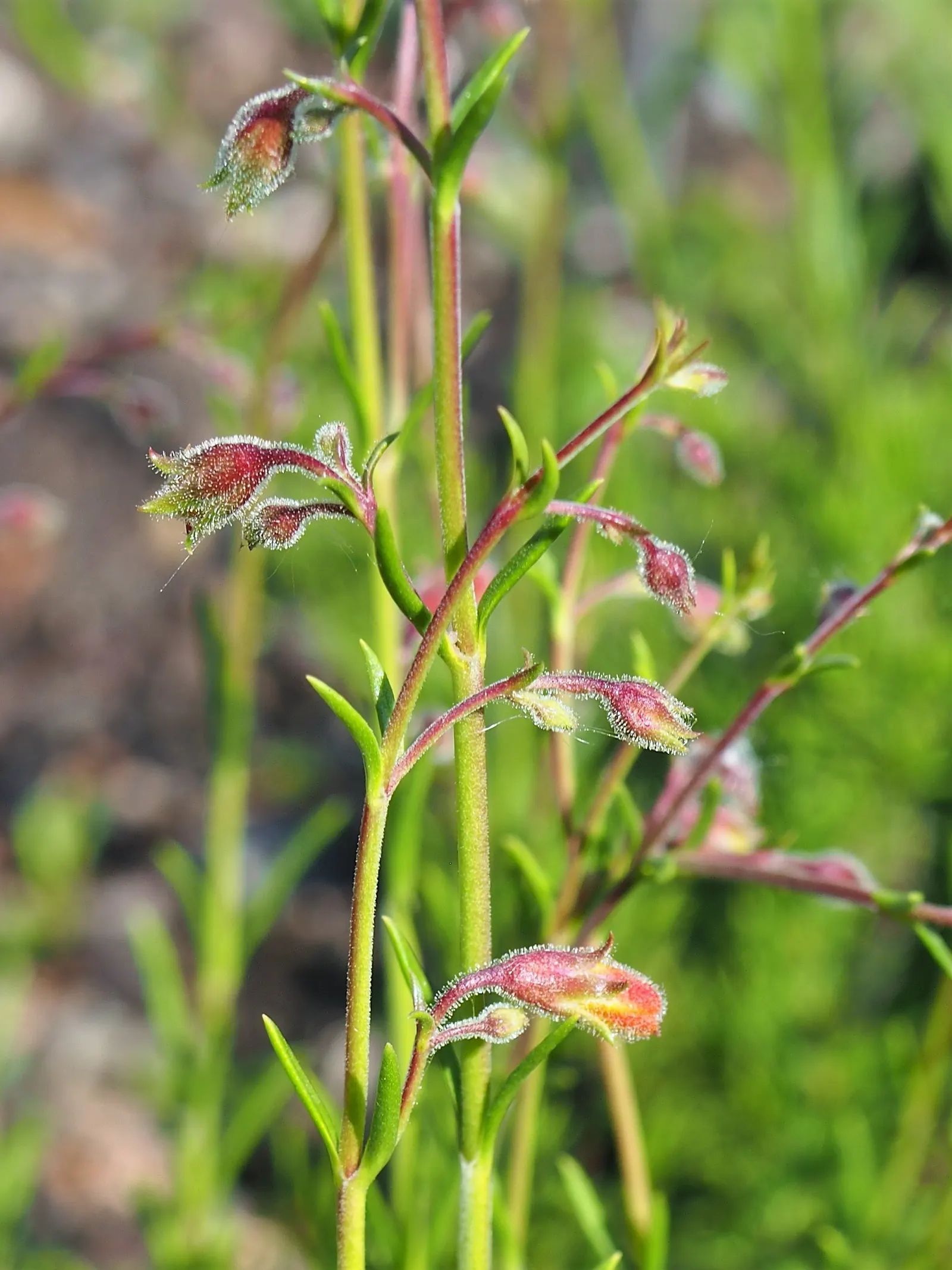Pineleaf Beardtongue (Penstemon Pinifolius) — It boasts fiery, tubular orange-red flowers in early summer, attracting hummingbirds