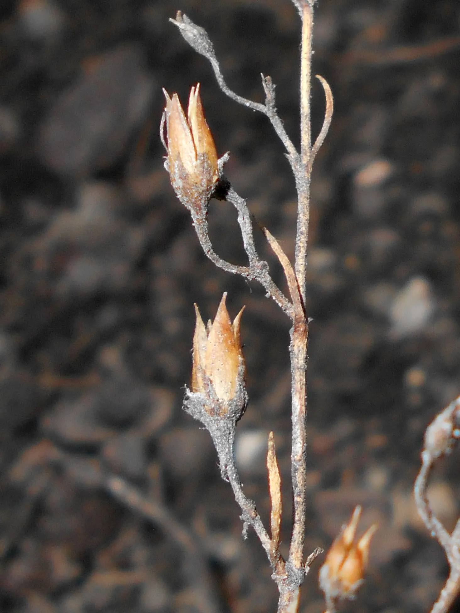 Pineleaf Beardtongue (Penstemon Pinifolius) — Requires full sun exposure for optimal growth