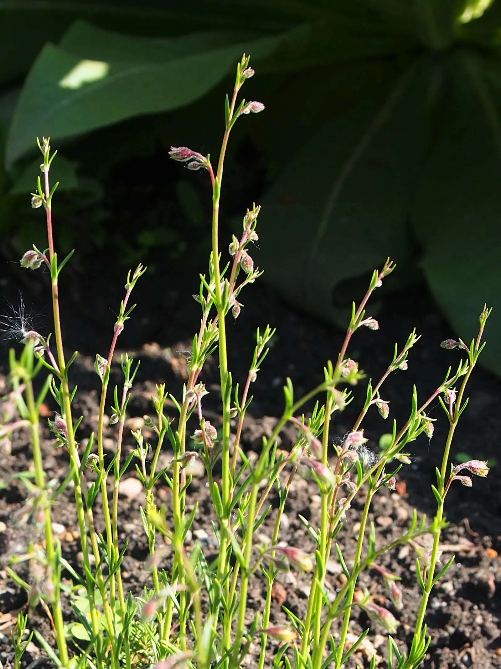 Pineleaf Beardtongue (Penstemon Pinifolius) — reaching 1 foot in height with needle-like evergreen foliage