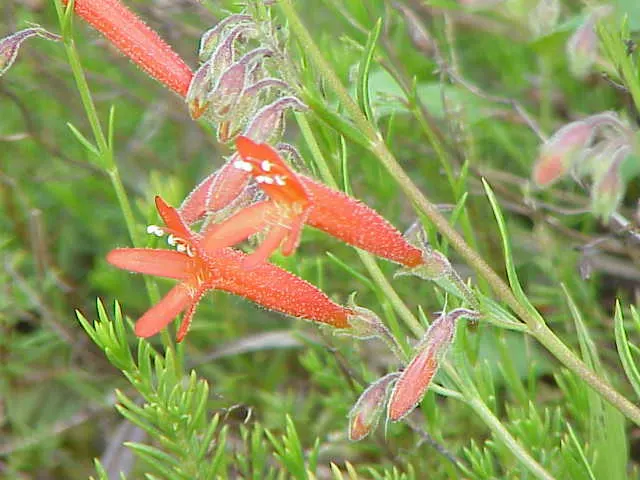 Pineleaf Beardtongue (Penstemon Pinifolius) — creating compact tufts of vibrant green
