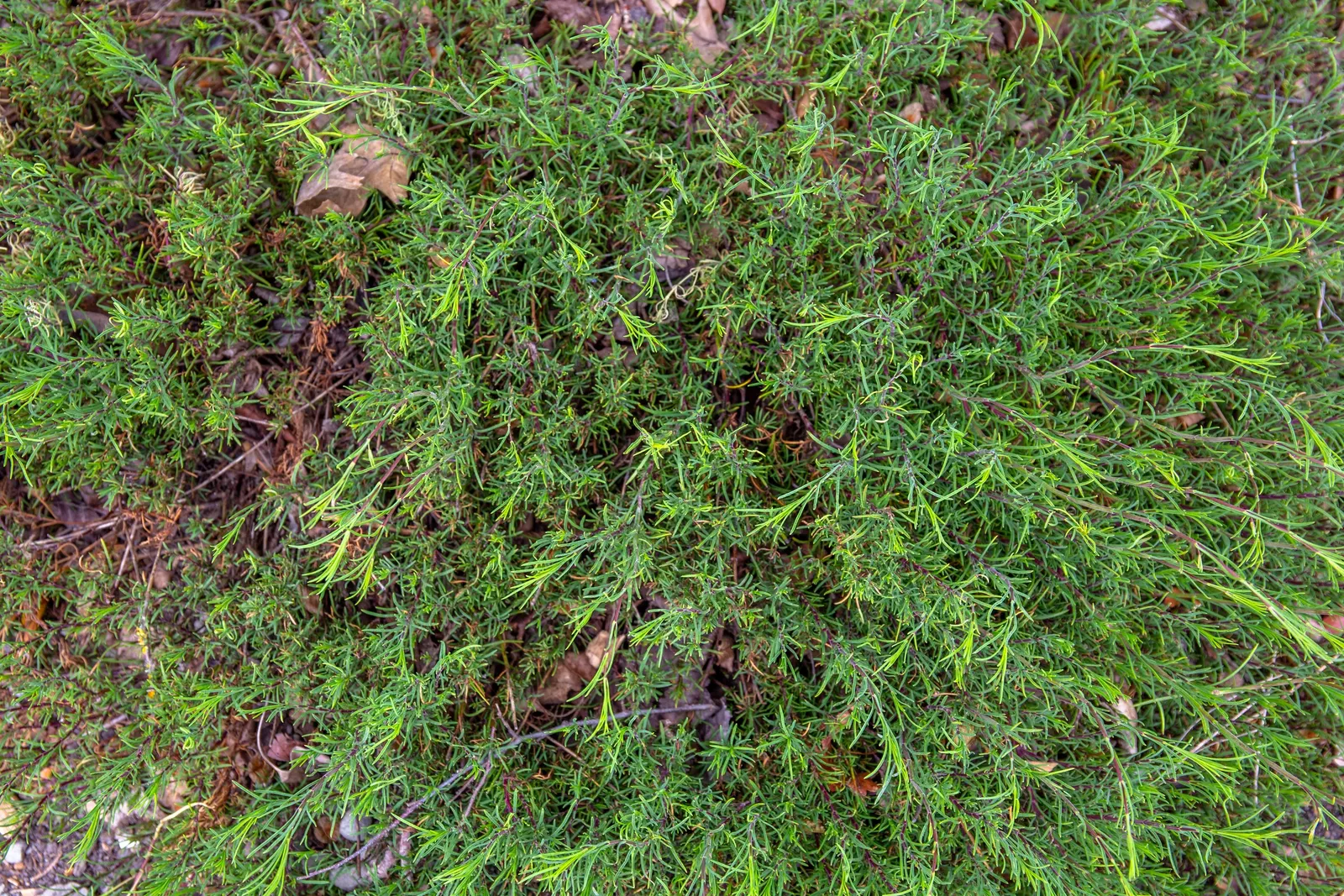 Pineleaf Beardtongue (Penstemon Pinifolius) — Originating from the southwestern United States