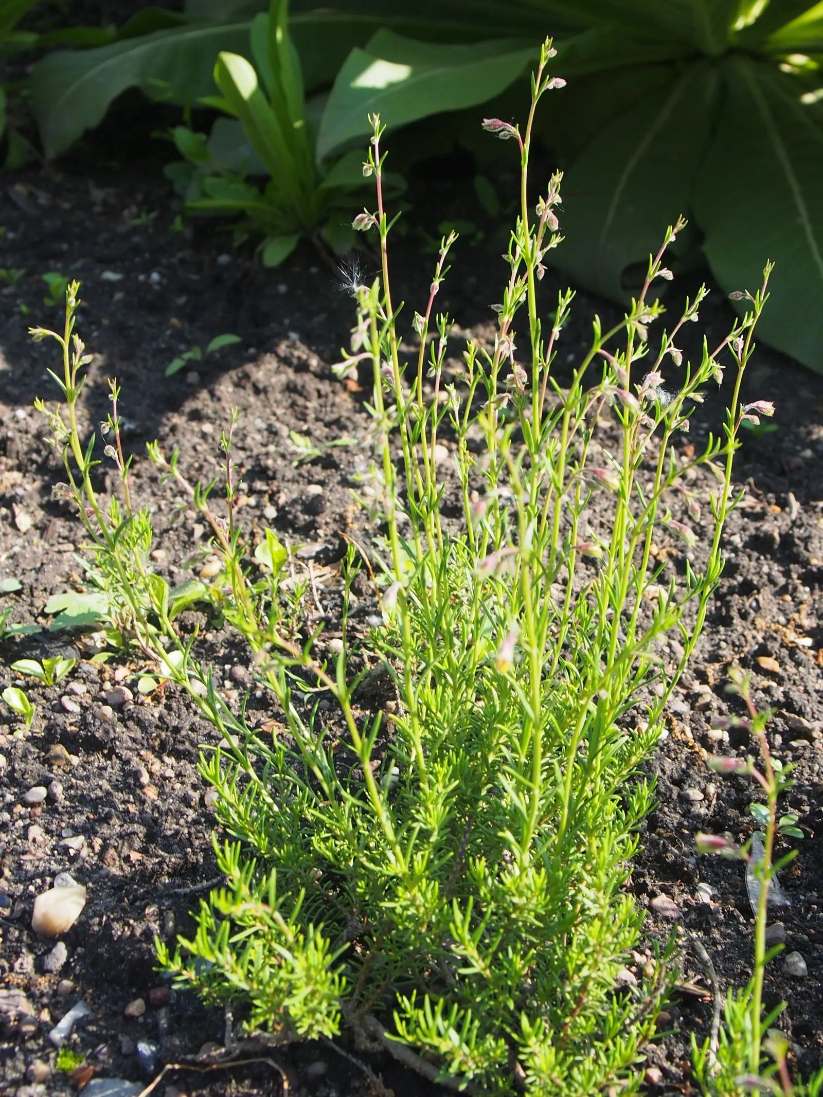 Pineleaf Beardtongue (Penstemon Pinifolius) — is a vibrant perennial shrub