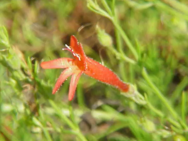 Pineleaf Beardtongue (Penstemon Pinifolius) — Pineleaf Beardtongue typically attains 8 to 12 inches