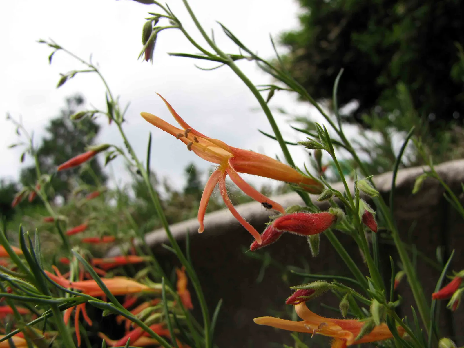 Pineleaf Beardtongue (Penstemon Pinifolius) — which closely resembles the leaves of a pine - hence its common name