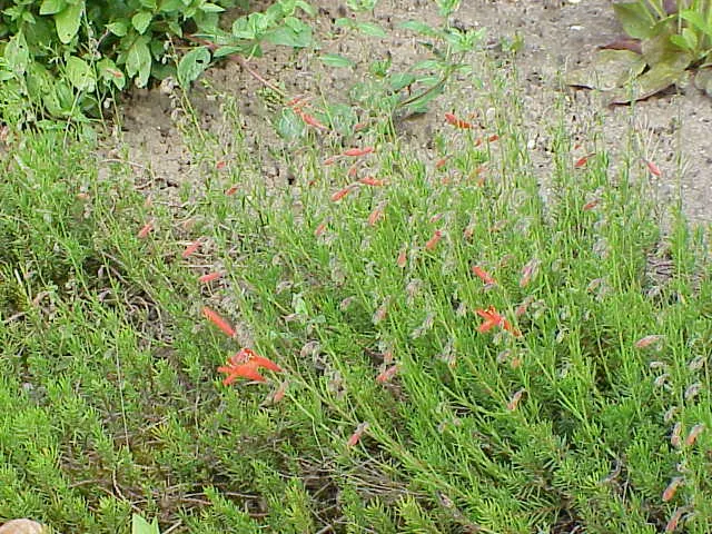 Pineleaf Beardtongue (Penstemon Pinifolius) — it thrives in USDA Hardiness Zones 4 through 9 and favors well-drained soils