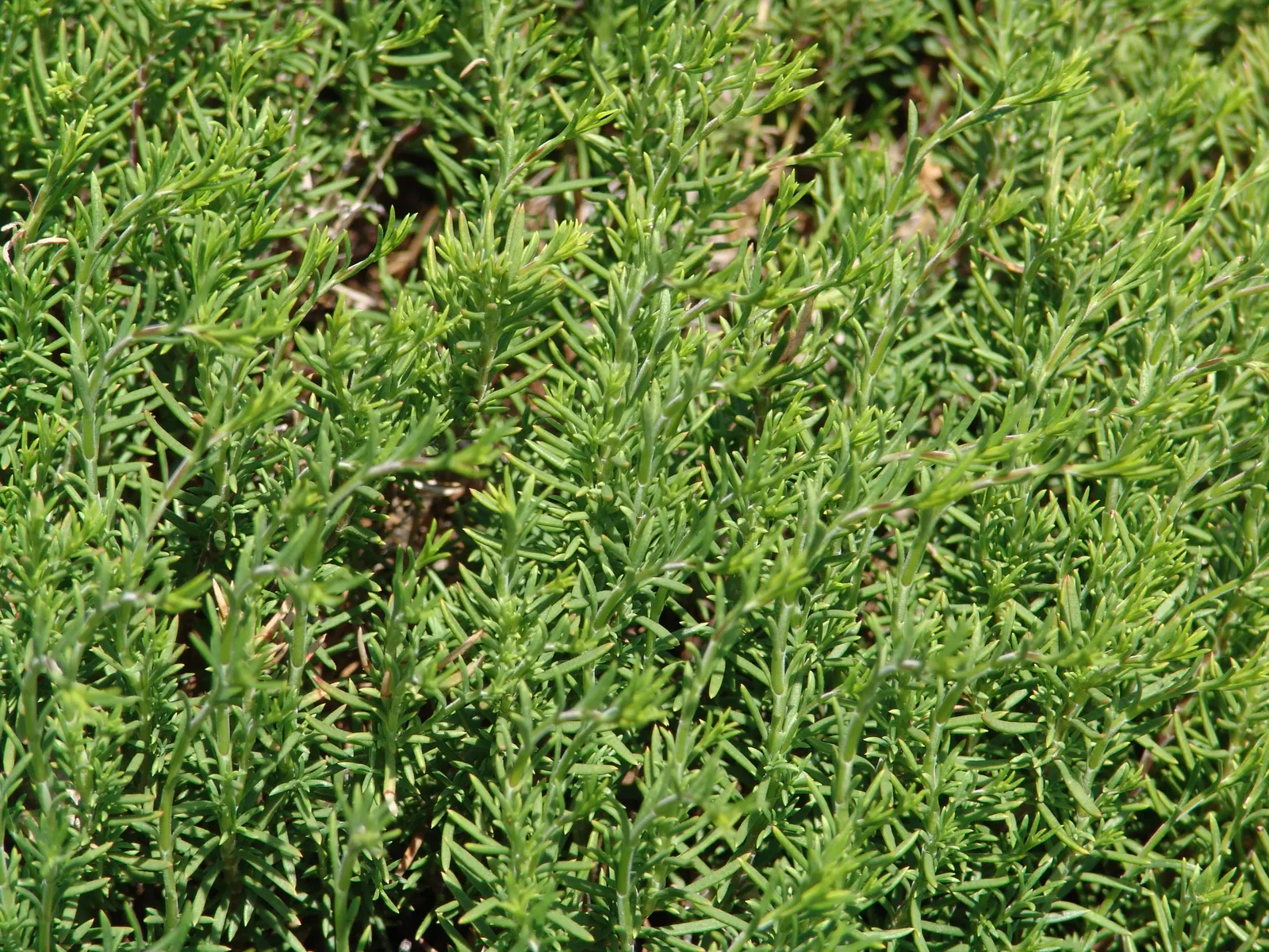 Pineleaf Beardtongue (Penstemon Pinifolius) — making it an excellent choice for rock gardens or borders with full to partial sun exposure.<br><br>In height
