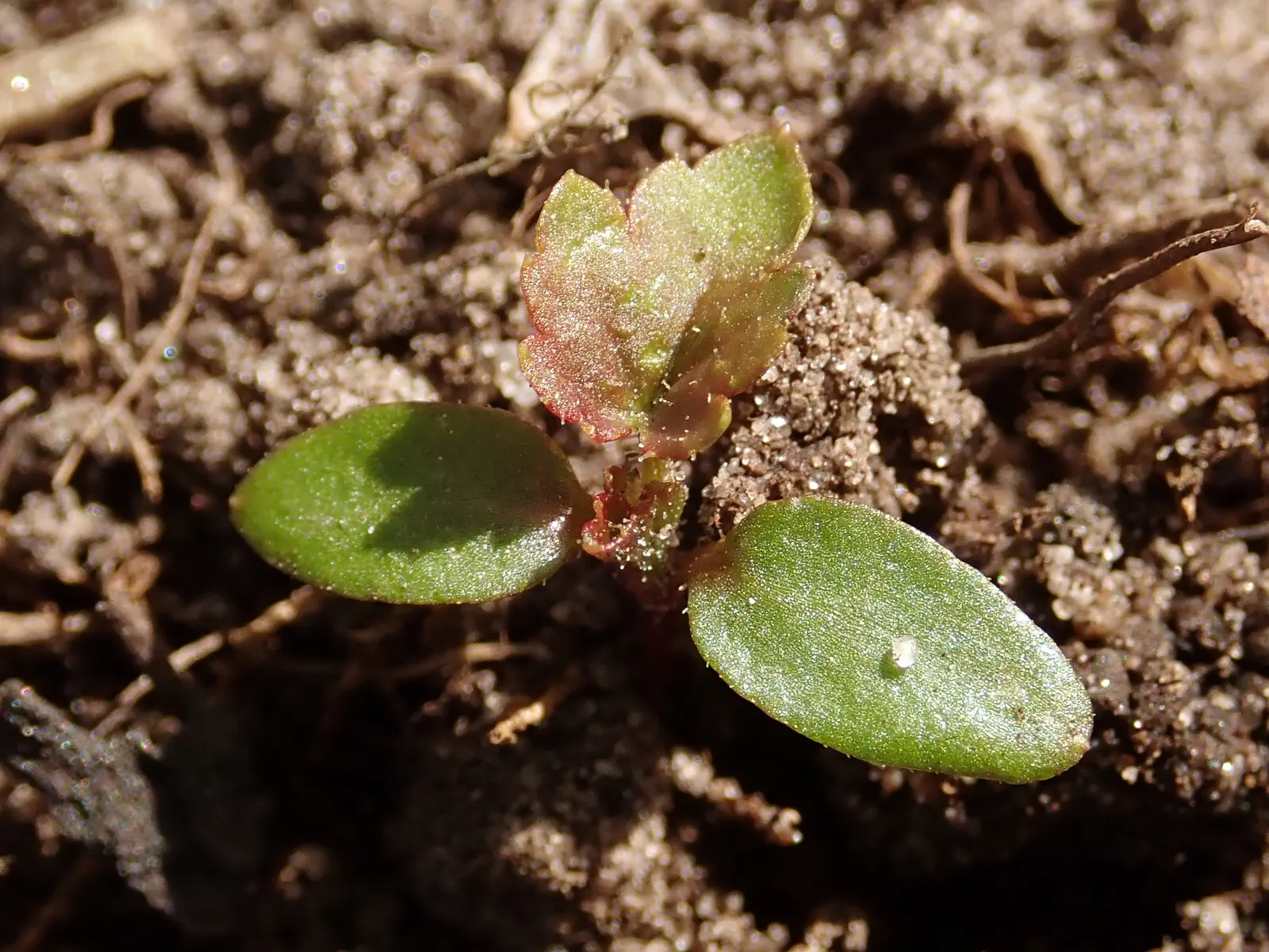 Blackcurrant (Ribes Nigrum) — fertile soil and benefit from full sun to partial shade exposure; pruning is essential to maintain plant health, image 62