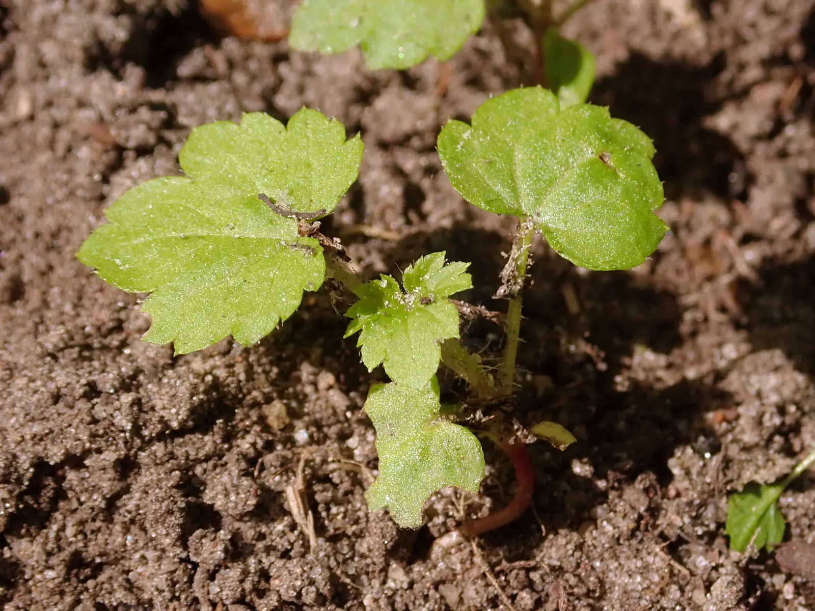 Blackcurrant (Ribes Nigrum) — Pruning is essential to maintain plant health, encourage airflow, and facilitate ample fruit production