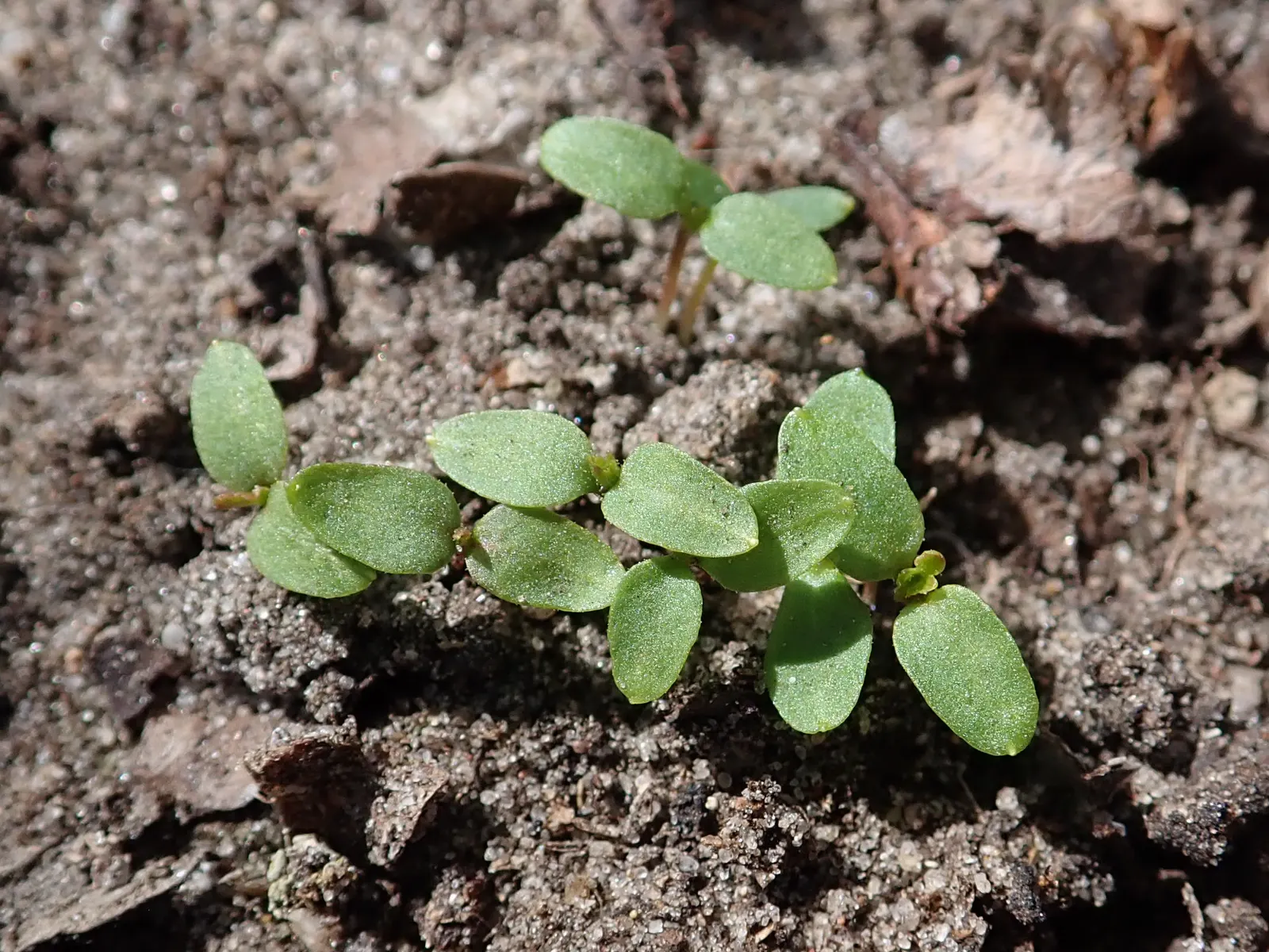 Blackcurrant (Ribes Nigrum) — It requires annual pruning to encourage productivity; fertile soil and benefit from full sun to partial shade exposure