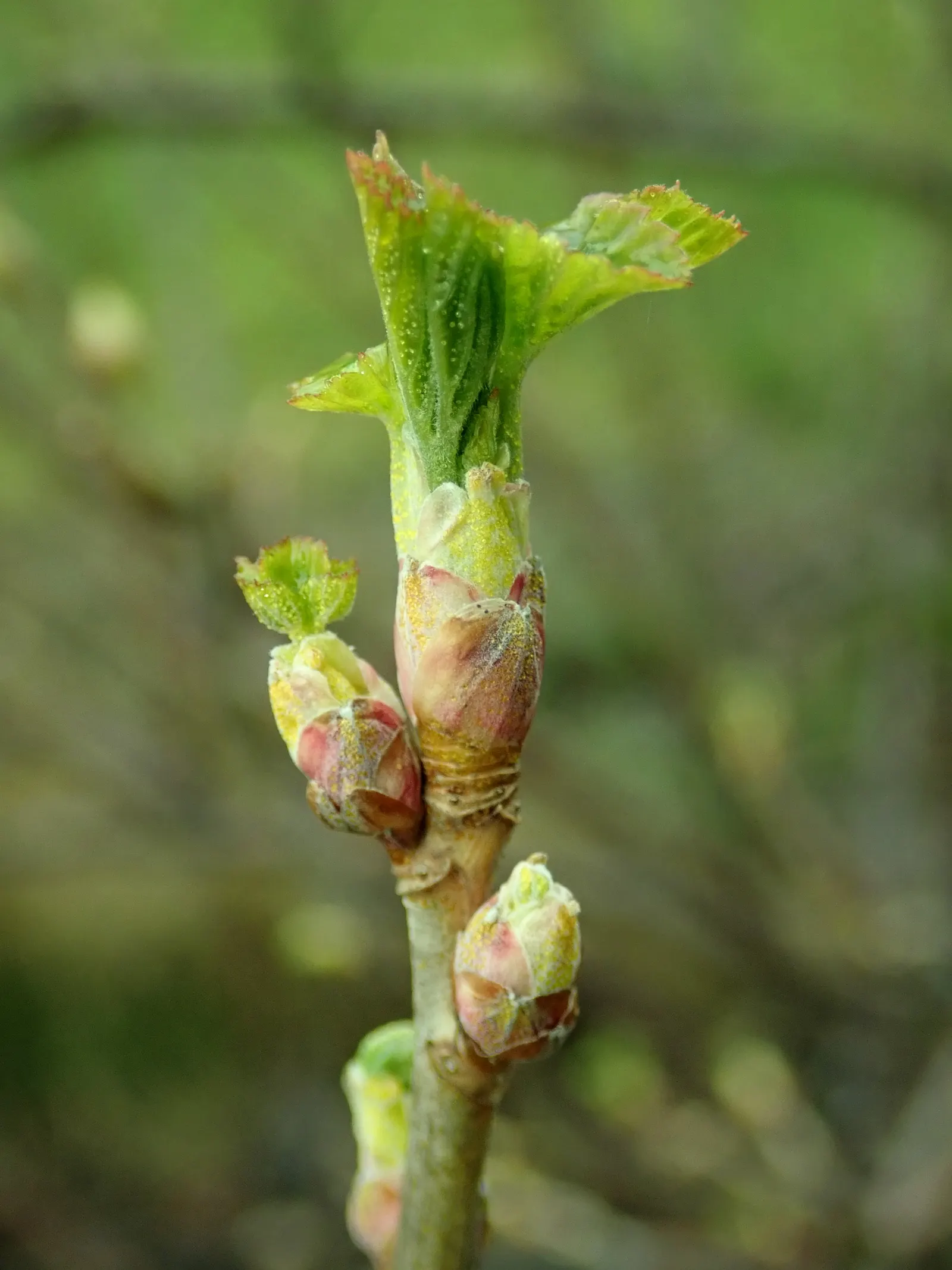 Blackcurrant (Ribes Nigrum) — Typically attaining a mature height of 4 to 6 feet with a similar spread; red flowers in the garden, image 56