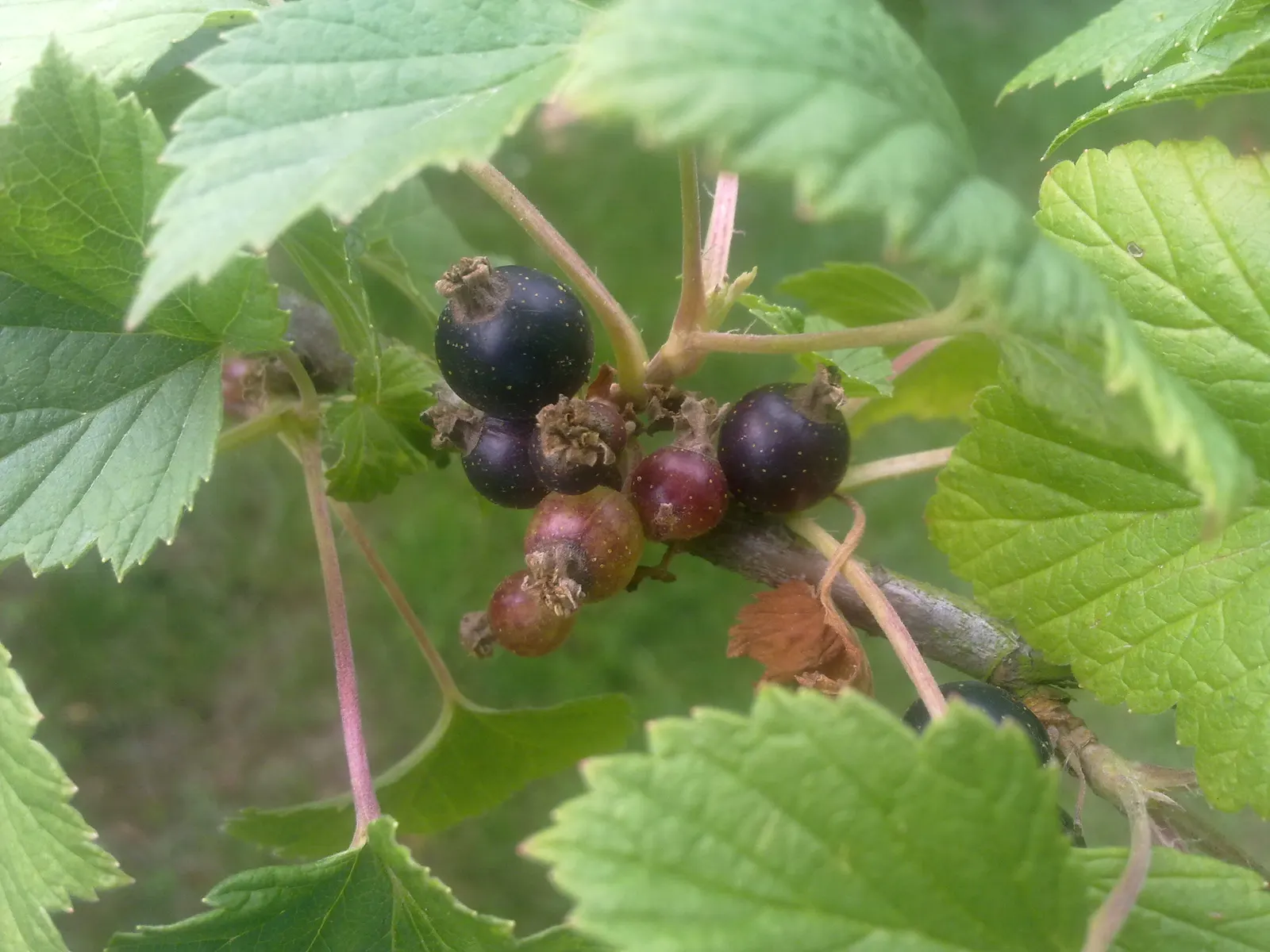 Blackcurrant (Ribes Nigrum) — clustered flowers blossom in colors of greenish-yellow, image 35