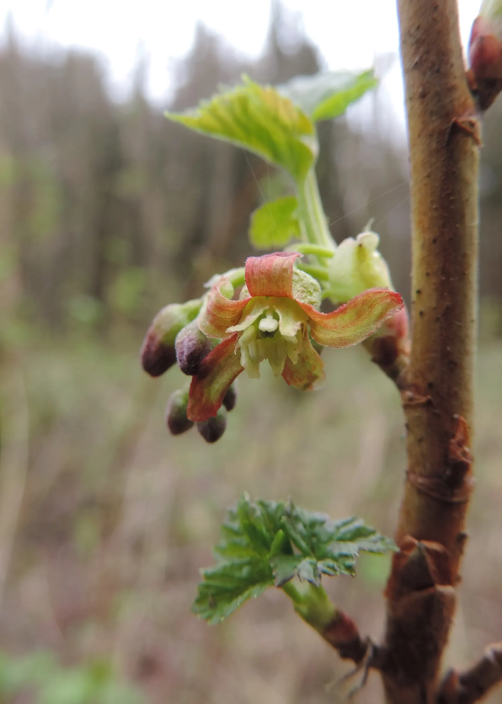 Blackcurrant (Ribes Nigrum) — shrub with red blooms; setting the stage for the formation of the renowned blackcurrant fruit