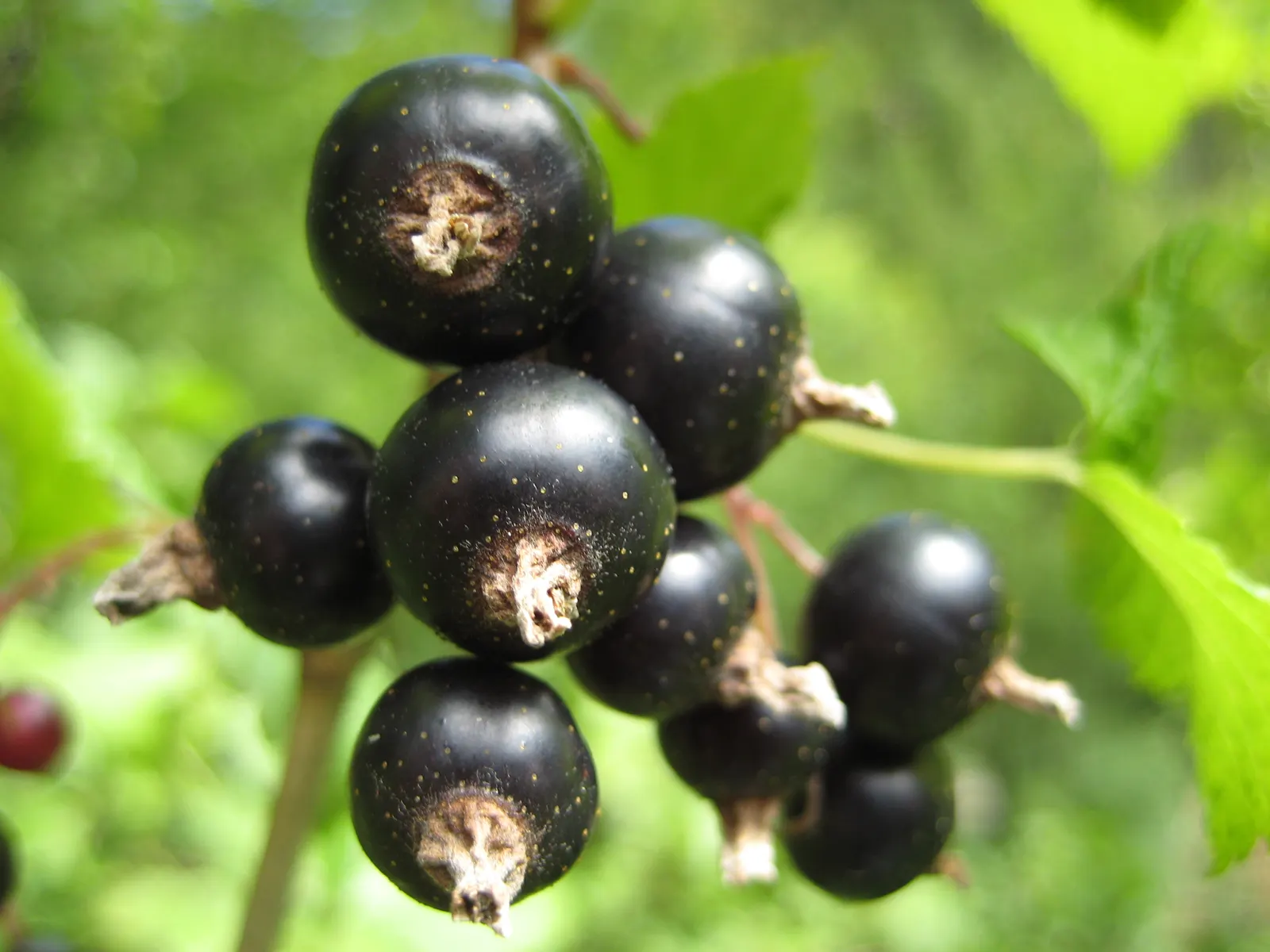 Blackcurrant (Ribes Nigrum) — Hardy in zones 3-8, it reaches up to 5 feet tall and wide; consider mass planting for a striking visual effect or, image 49