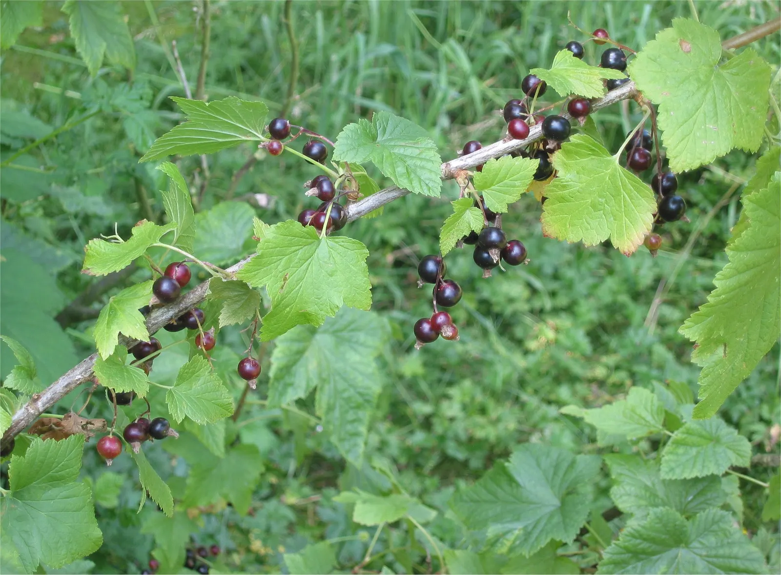 Blackcurrant (Ribes Nigrum) — It requires annual pruning to encourage productivity; fertile soil and benefit from full sun to partial shade exposure, image 52