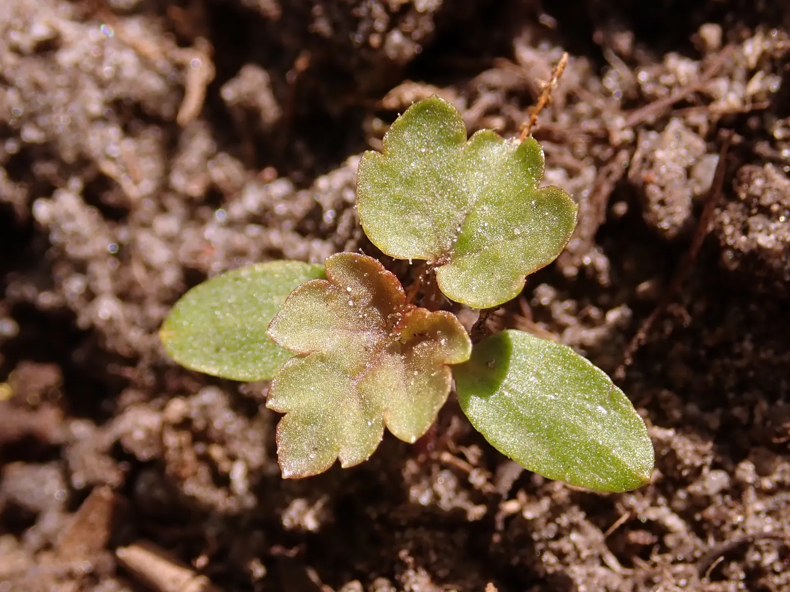 Blackcurrant (Ribes Nigrum) — setting the stage for the formation of the renowned blackcurrant fruit; where their unique flavor and high nutritive value can be