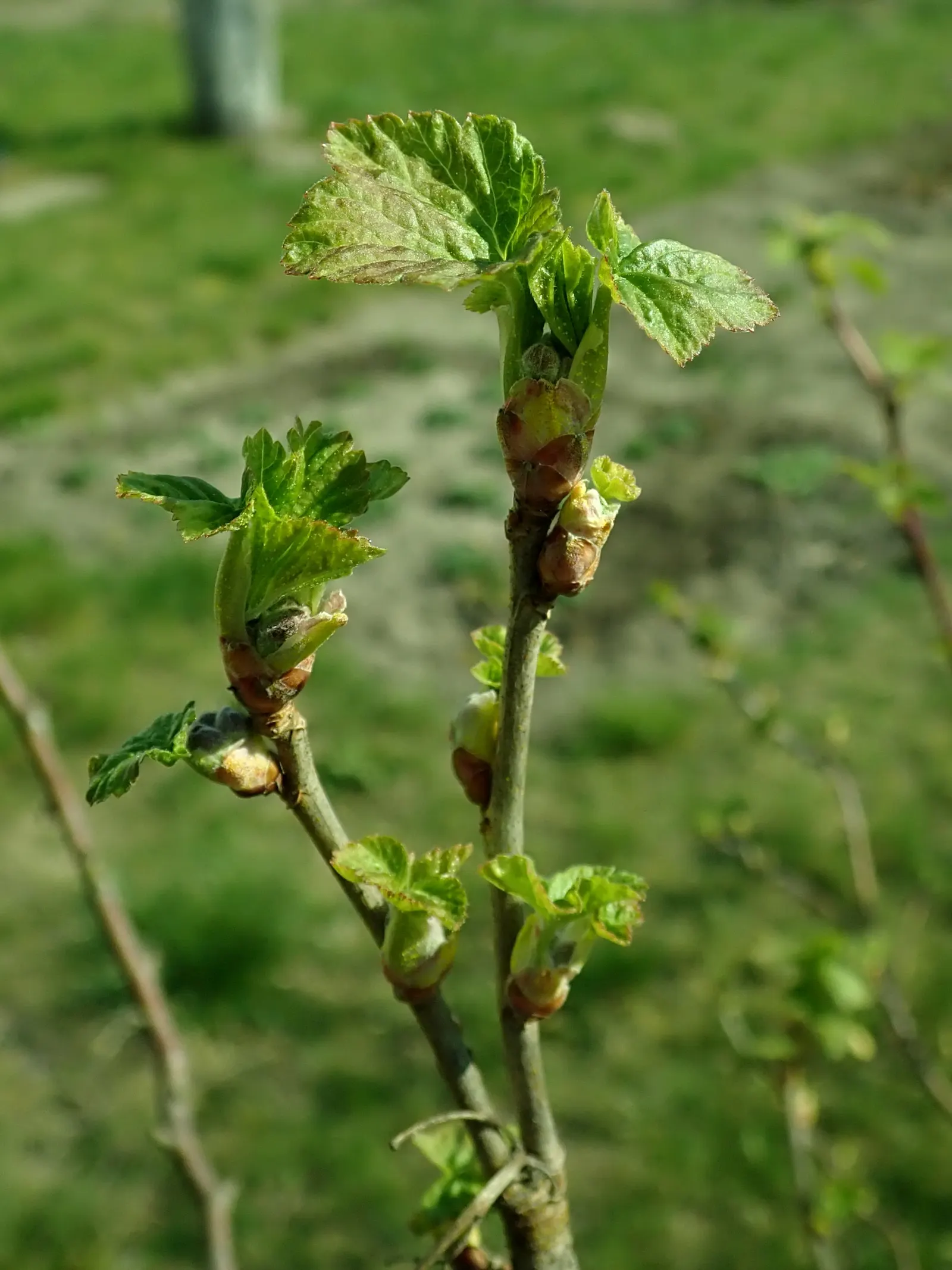Blackcurrant (Ribes Nigrum) — where their unique flavor and high nutritive value can be readily enjoyed