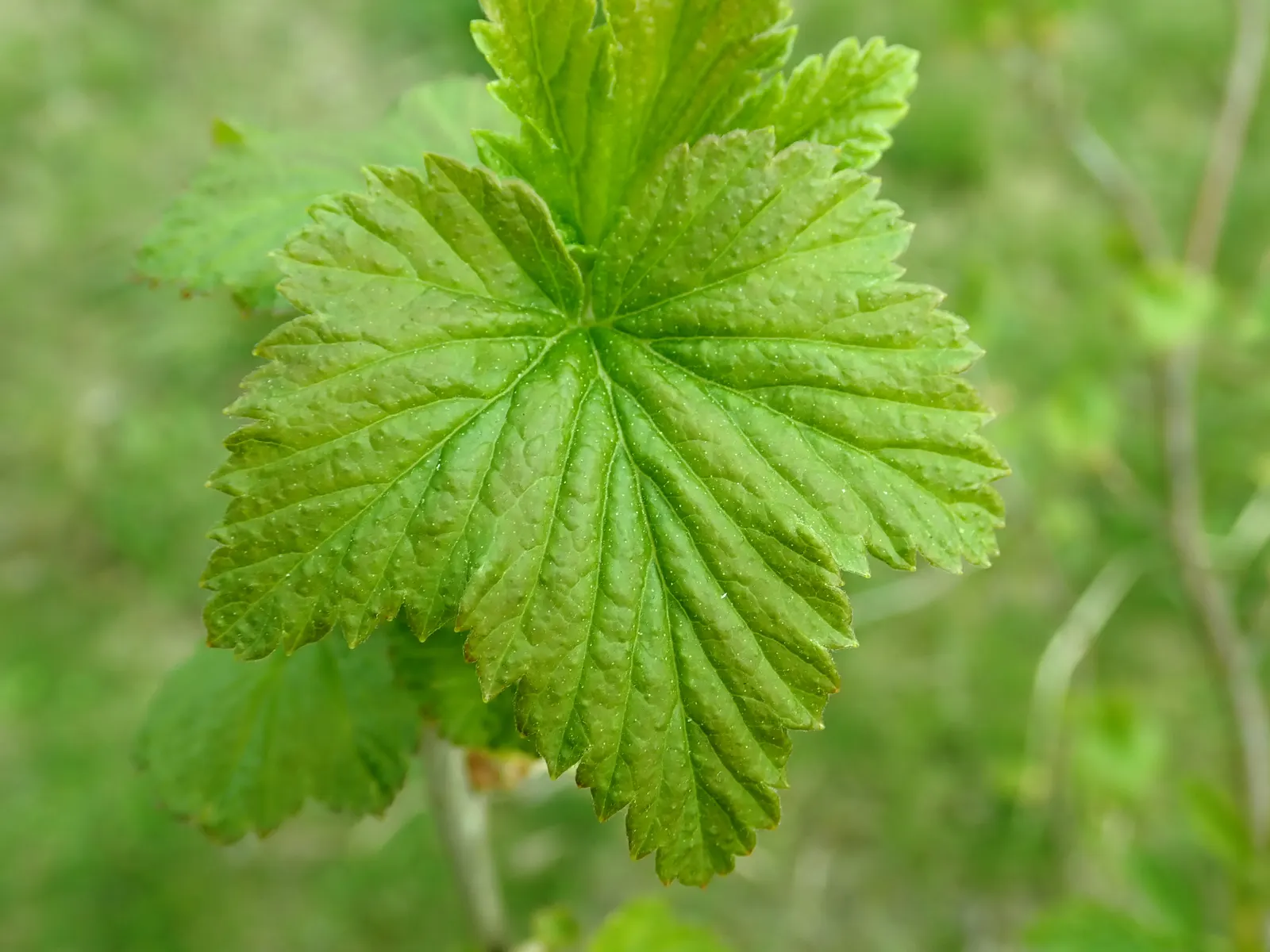 Blackcurrant (Ribes Nigrum) — well-drained soil with a preference for full sun to part shade
