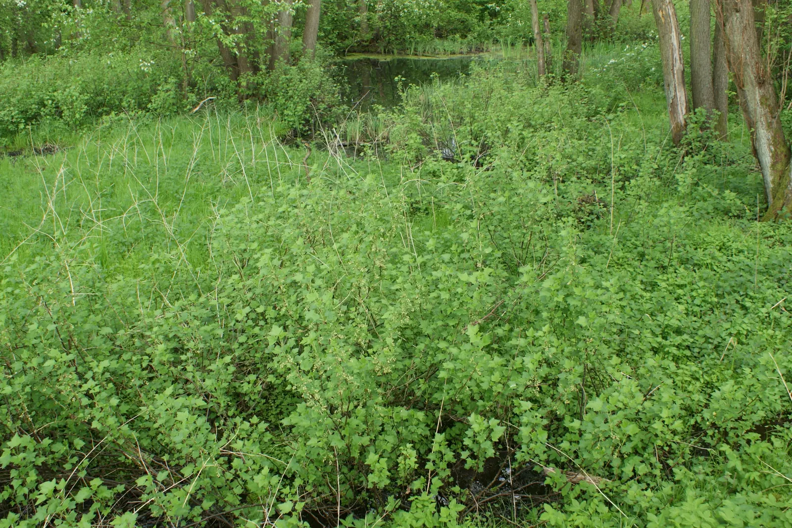 Blackcurrant (Ribes Nigrum) — Allows interest while providing a natural barrier or hedge in landscape designs