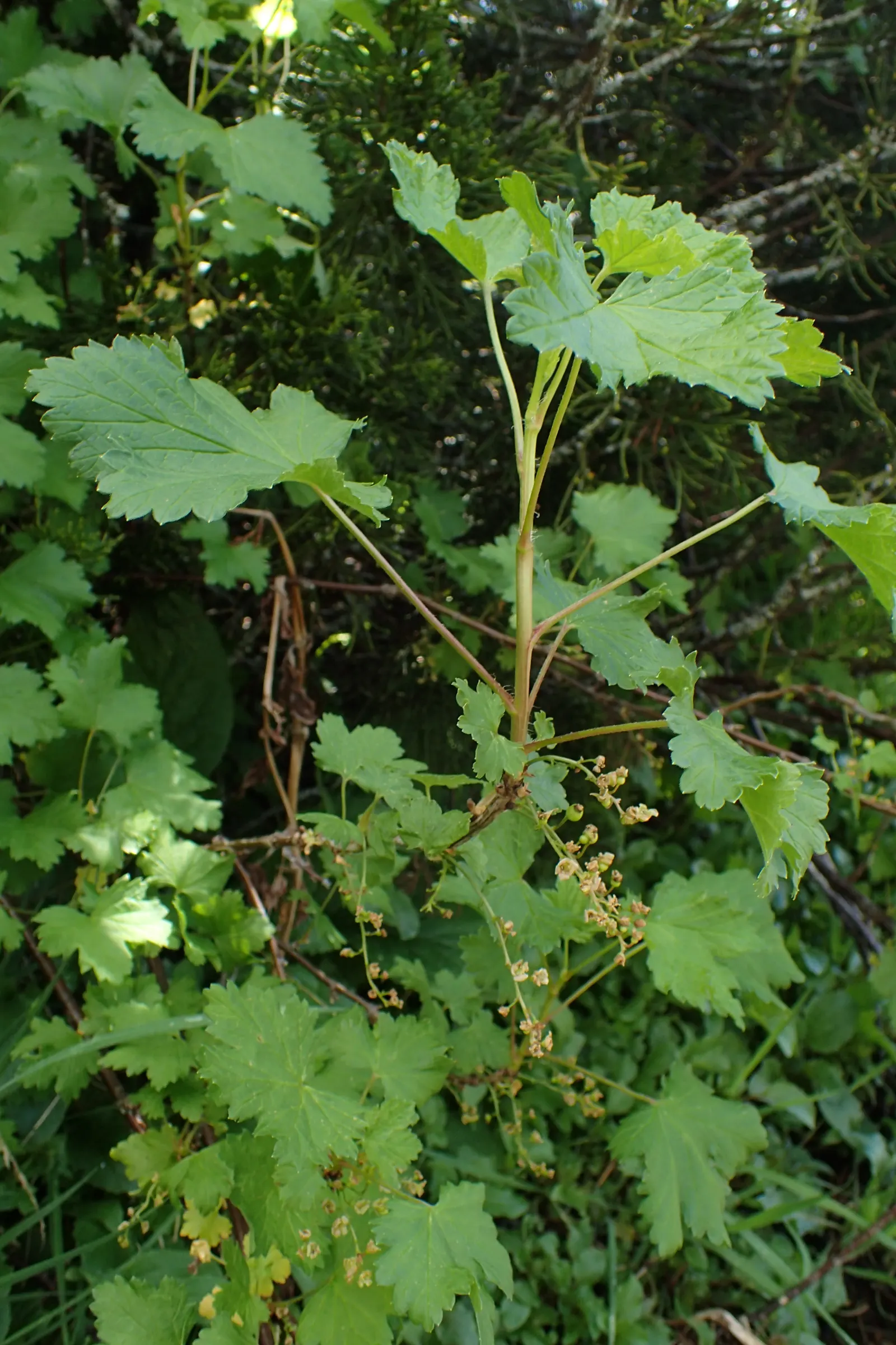 Blackcurrant (Ribes Nigrum) — Allows interest while providing a natural barrier or hedge in landscape designs; shrub for half or shade, image 53