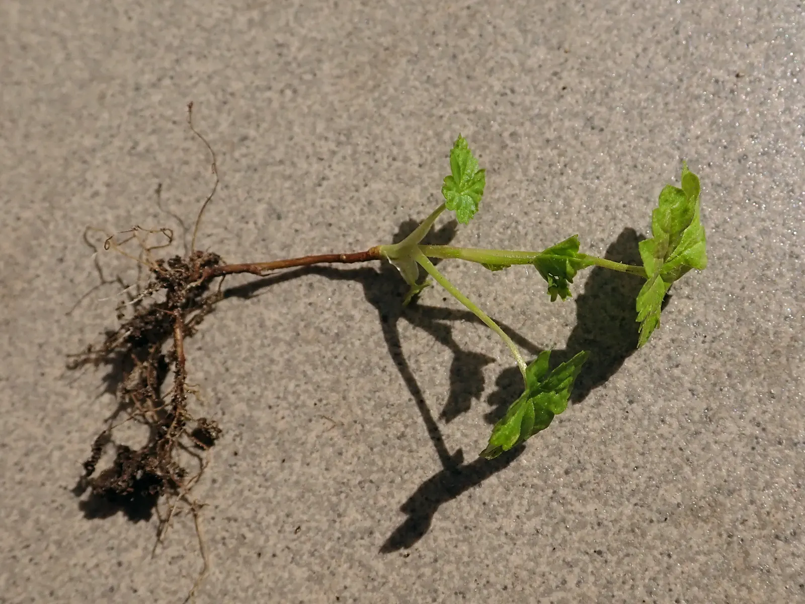 Blackcurrant (Ribes Nigrum) — and release a distinctive aroma when crushed