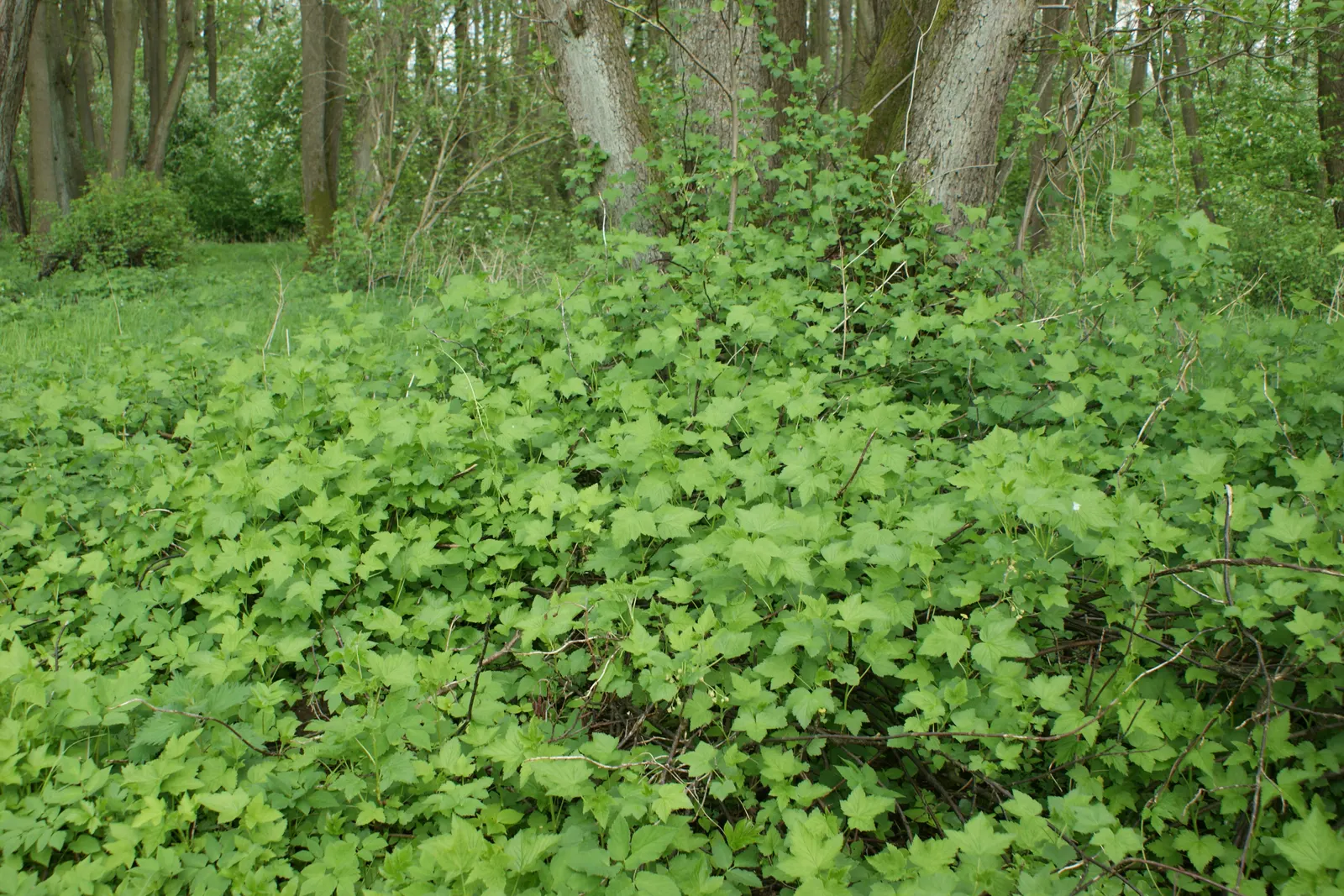 Blackcurrant (Ribes Nigrum) — making it an excellent choice for diverse landscape designs