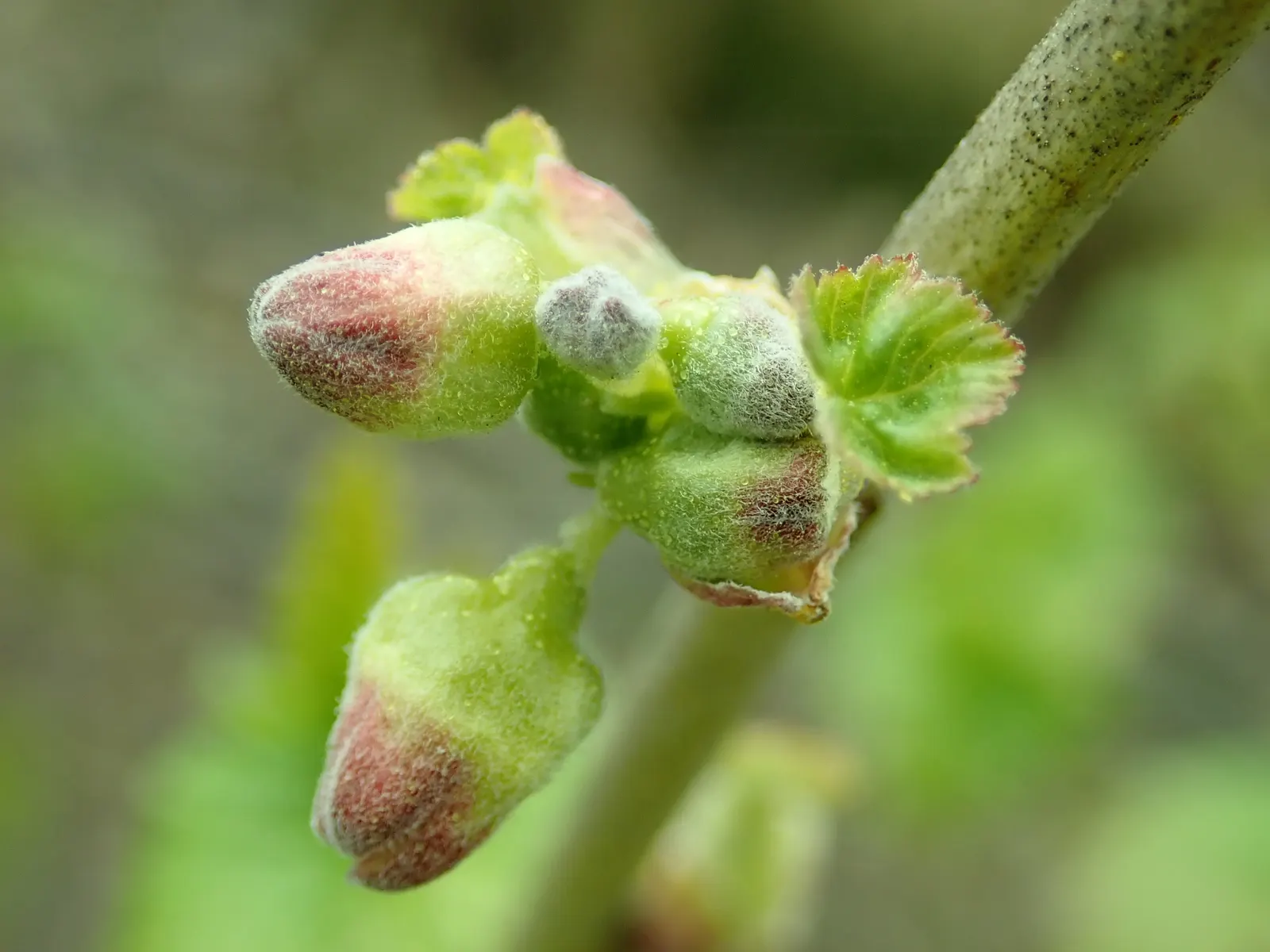 Blackcurrant (Ribes Nigrum) — and release a distinctive aroma when crushed; and late spring blooms attracting pollinators