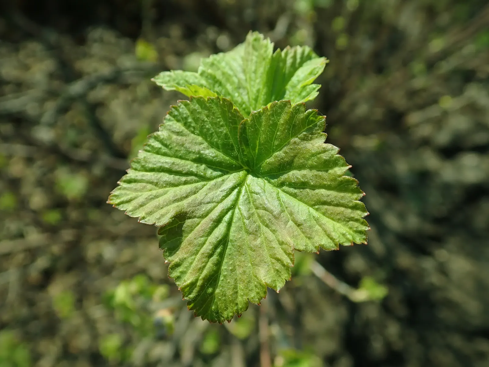 Blackcurrant (Ribes Nigrum) — Known for clusters of aromatic; well-drained soil with a preference for full sun to part shade
