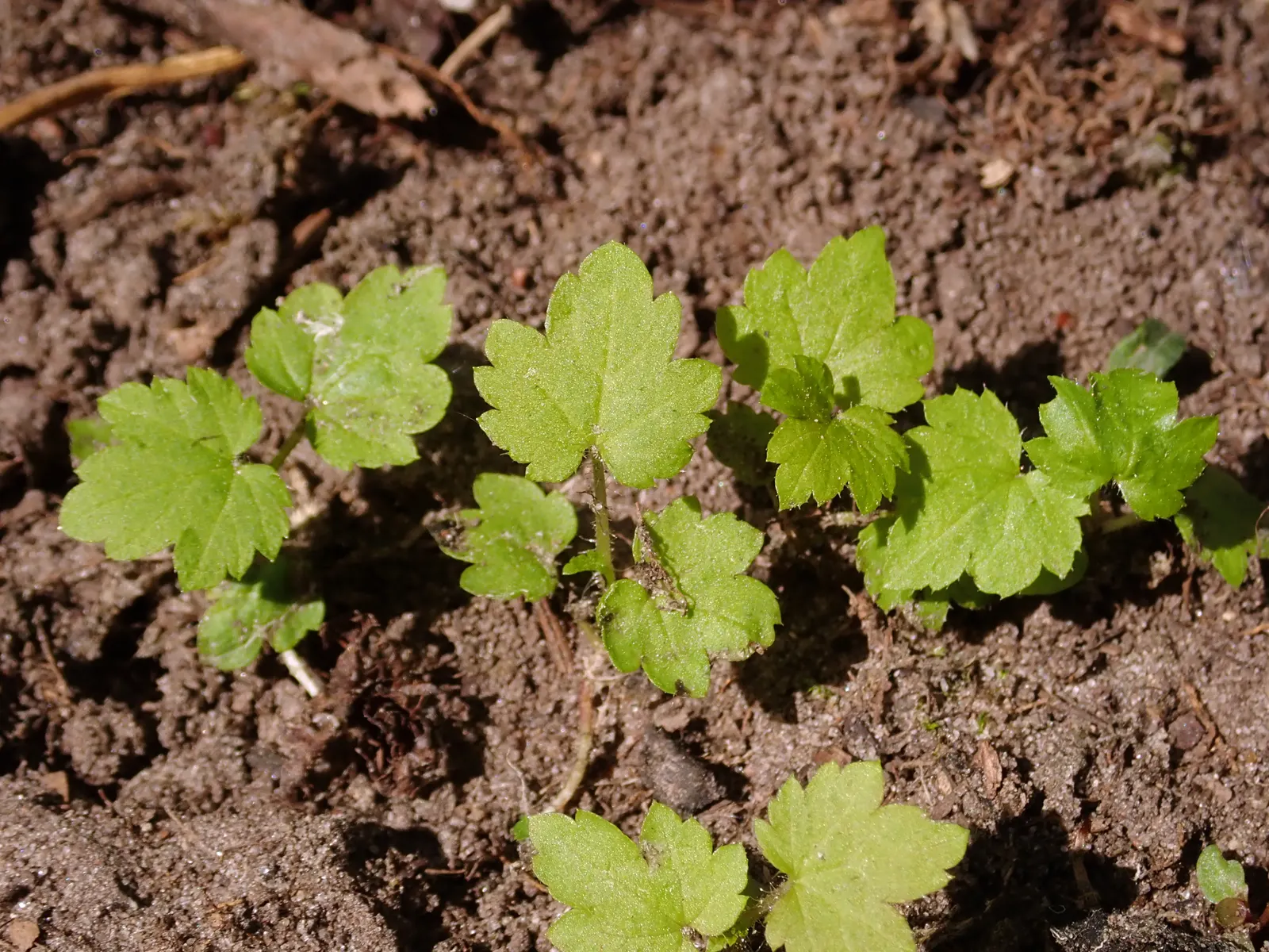Blackcurrant (Ribes Nigrum) — consider mass planting for a striking visual effect or incorporating them into edible gardens