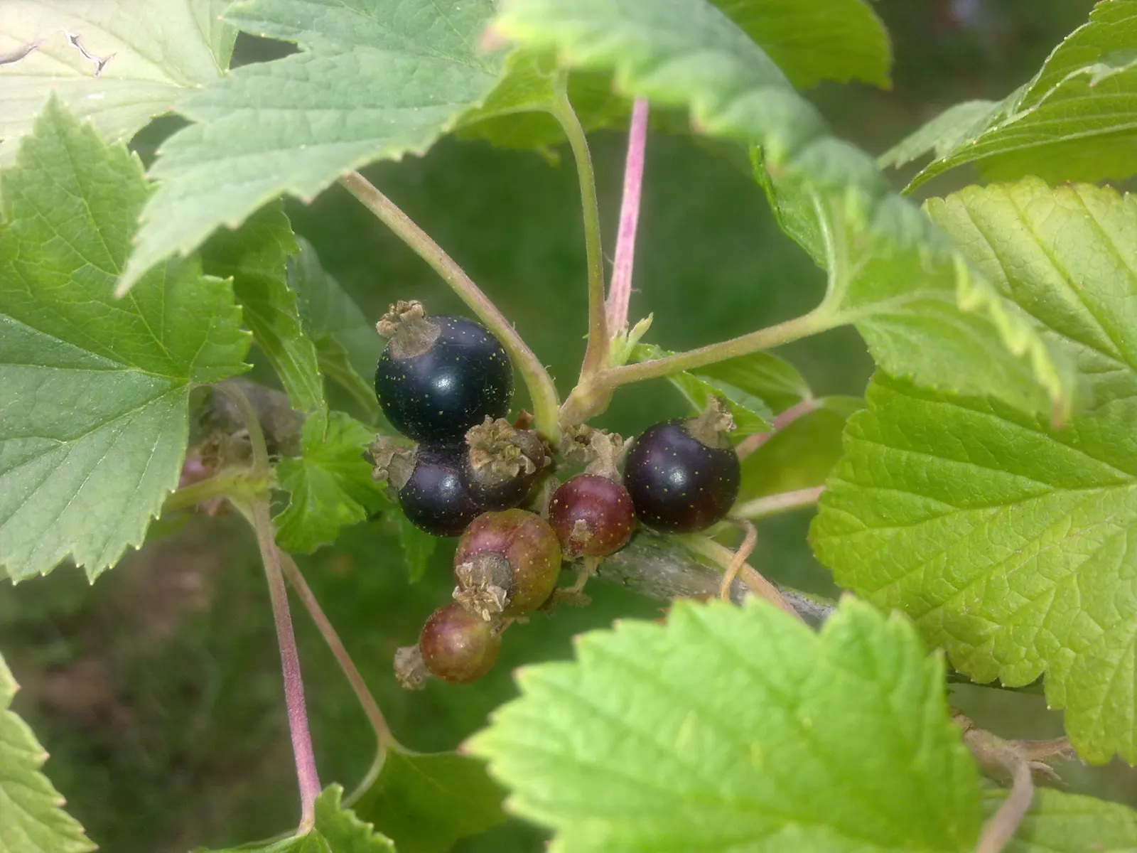 Blackcurrant (Ribes Nigrum) — is a perennial shrub renowned for its edible berries and ornamental qualities; allows interest while providing a natural barrier
