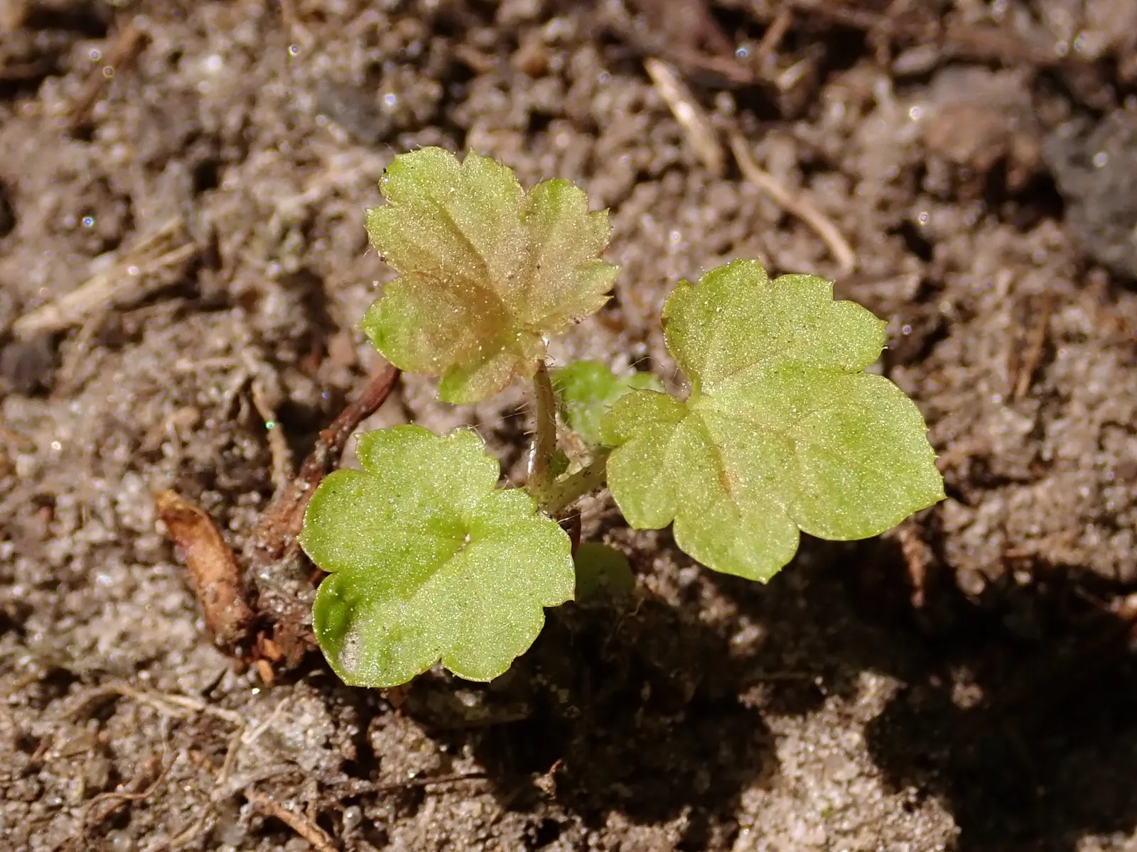 Blackcurrant (Ribes Nigrum) — Known for clusters of aromatic