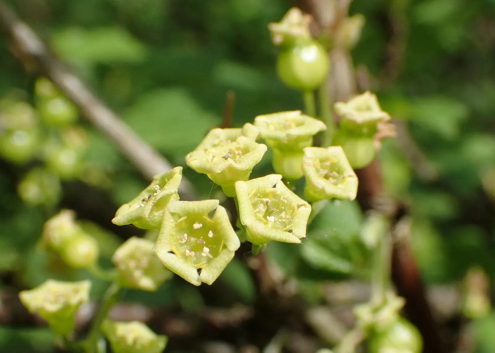 Blackcurrant (Ribes Nigrum) — Allows interest while providing a natural barrier or hedge in landscape designs; shrub for half or shade