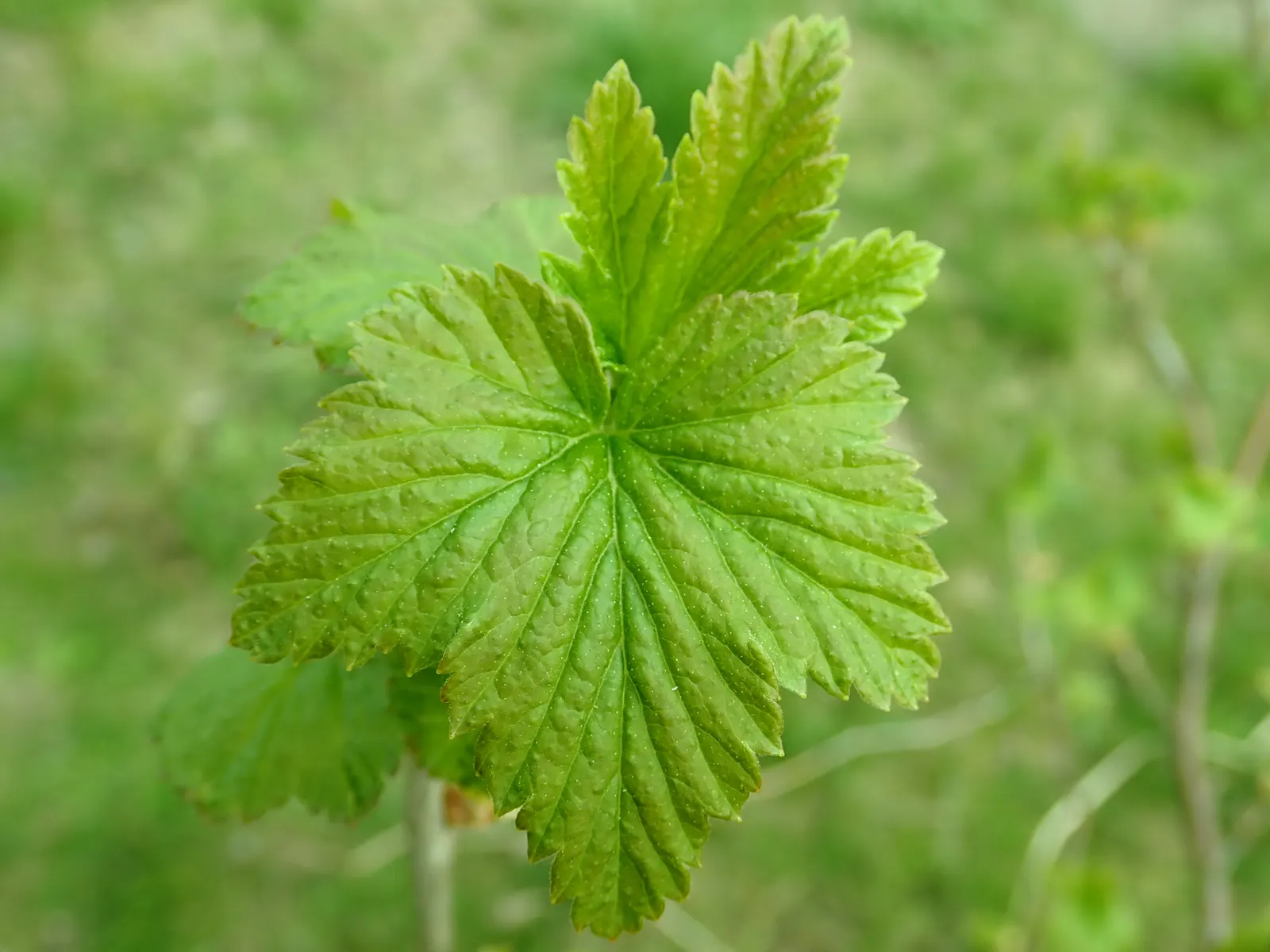 Blackcurrant (Ribes Nigrum) — fertile soil and benefit from full sun to partial shade exposure