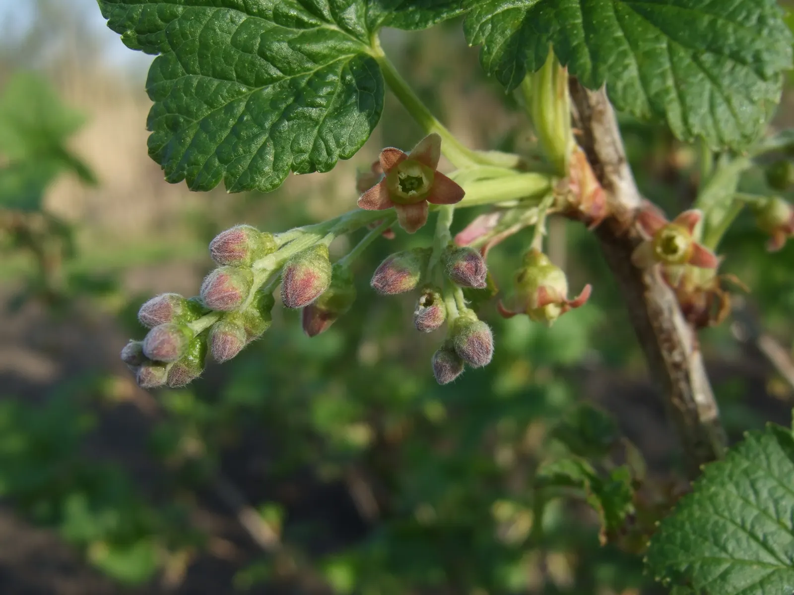 Blackcurrant (Ribes Nigrum) — red flowers in the garden; it requires annual pruning to encourage productivity