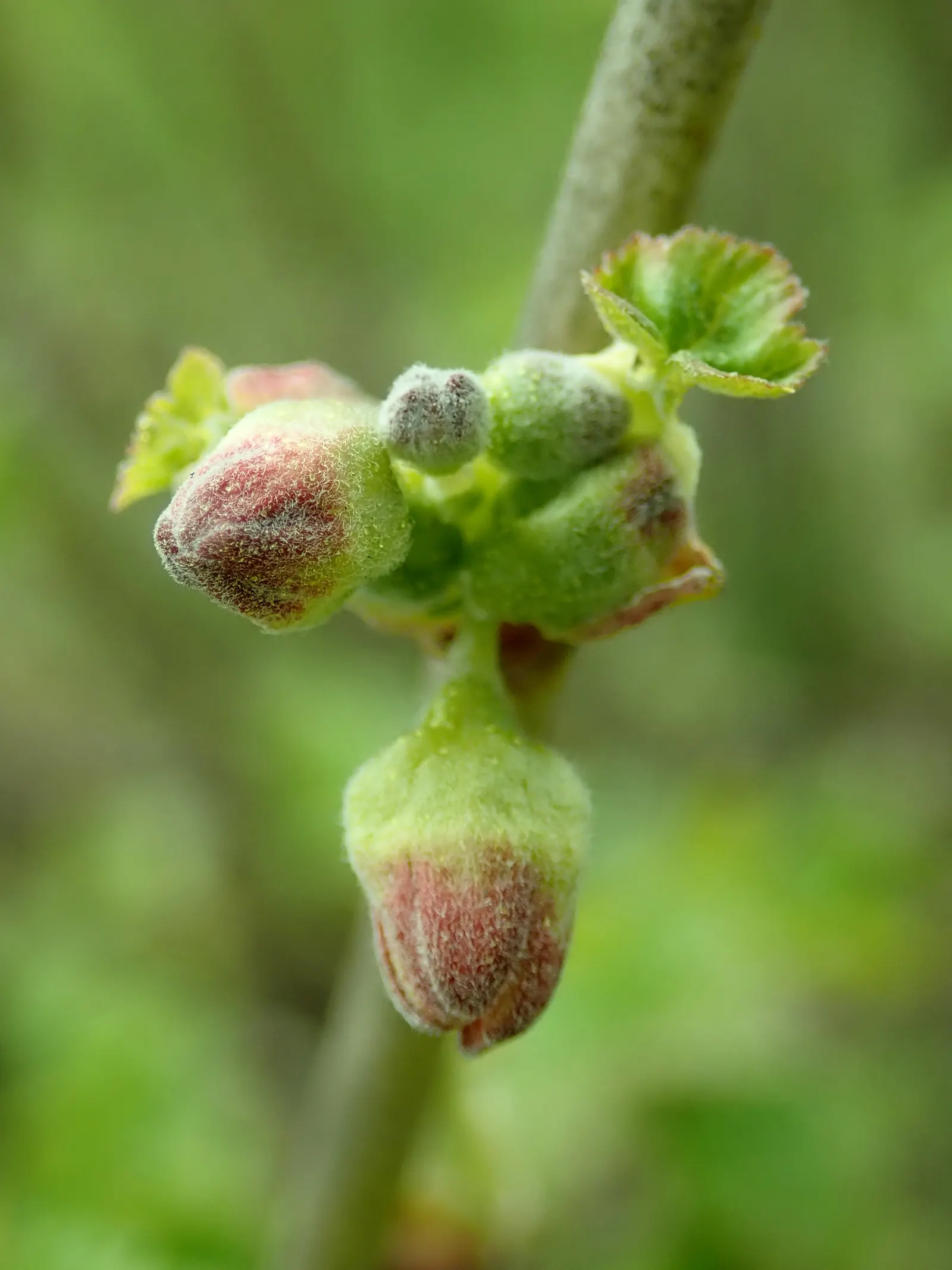 Blackcurrant (Ribes Nigrum) — setting the stage for the formation of the renowned blackcurrant fruit; where their unique flavor and high nutritive, image 59